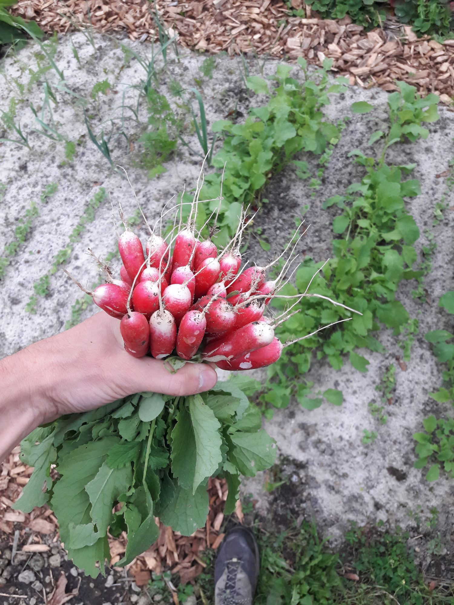 Une main qui tient une botte de radis roses. En arrière plan on voit la planche de culture sableuse, avec des radis prêts à récolter, d'autres en jeunes pousses, ainsi que quelques carottes et poireaux. Les allées sont en bois broyé