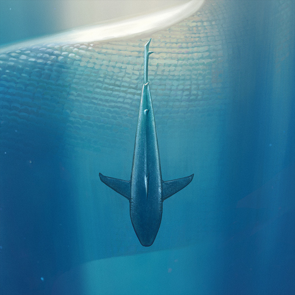 Illustration closeup of a shark diving vertically