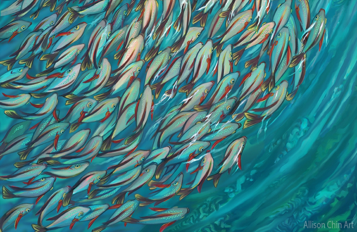 Painting of a school of humpback snappers