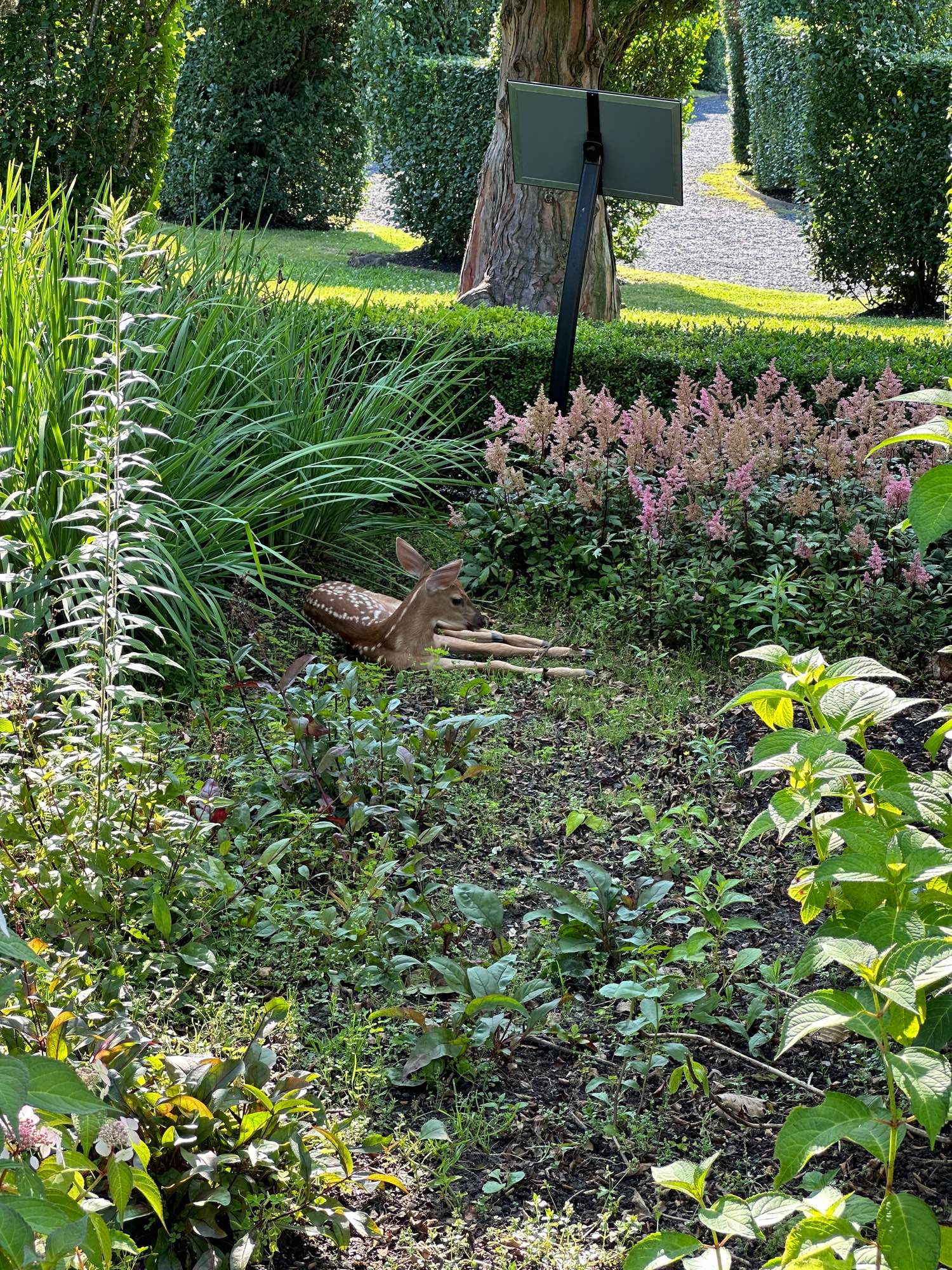 A fawn laying in a garden