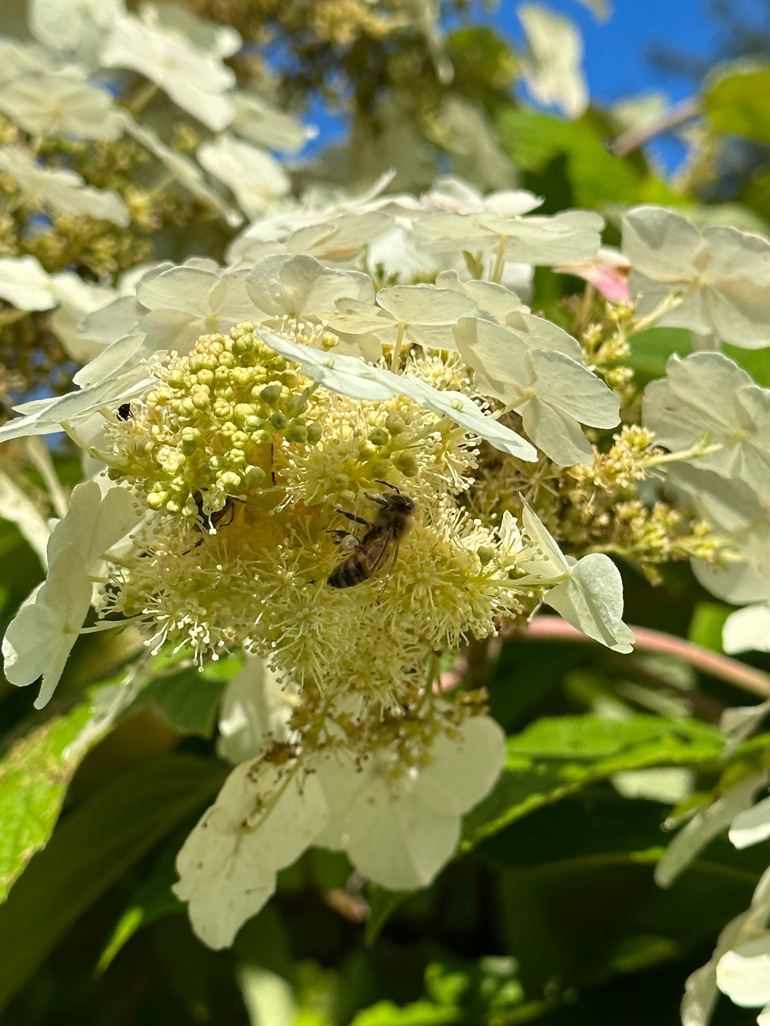 A busy honeybee collecting pollen from a hydrangea