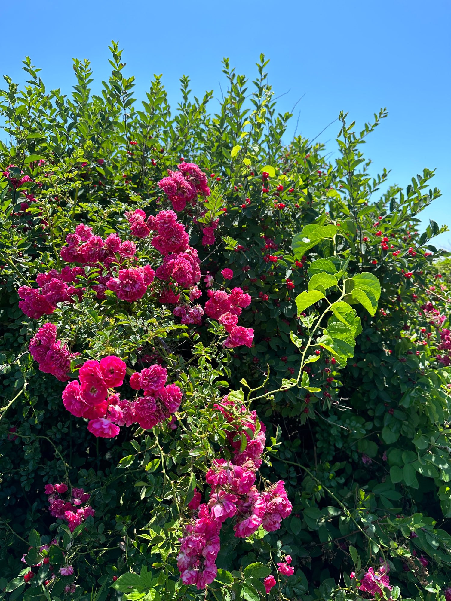 Wild Roses on the left and Honeysuckle on the right 