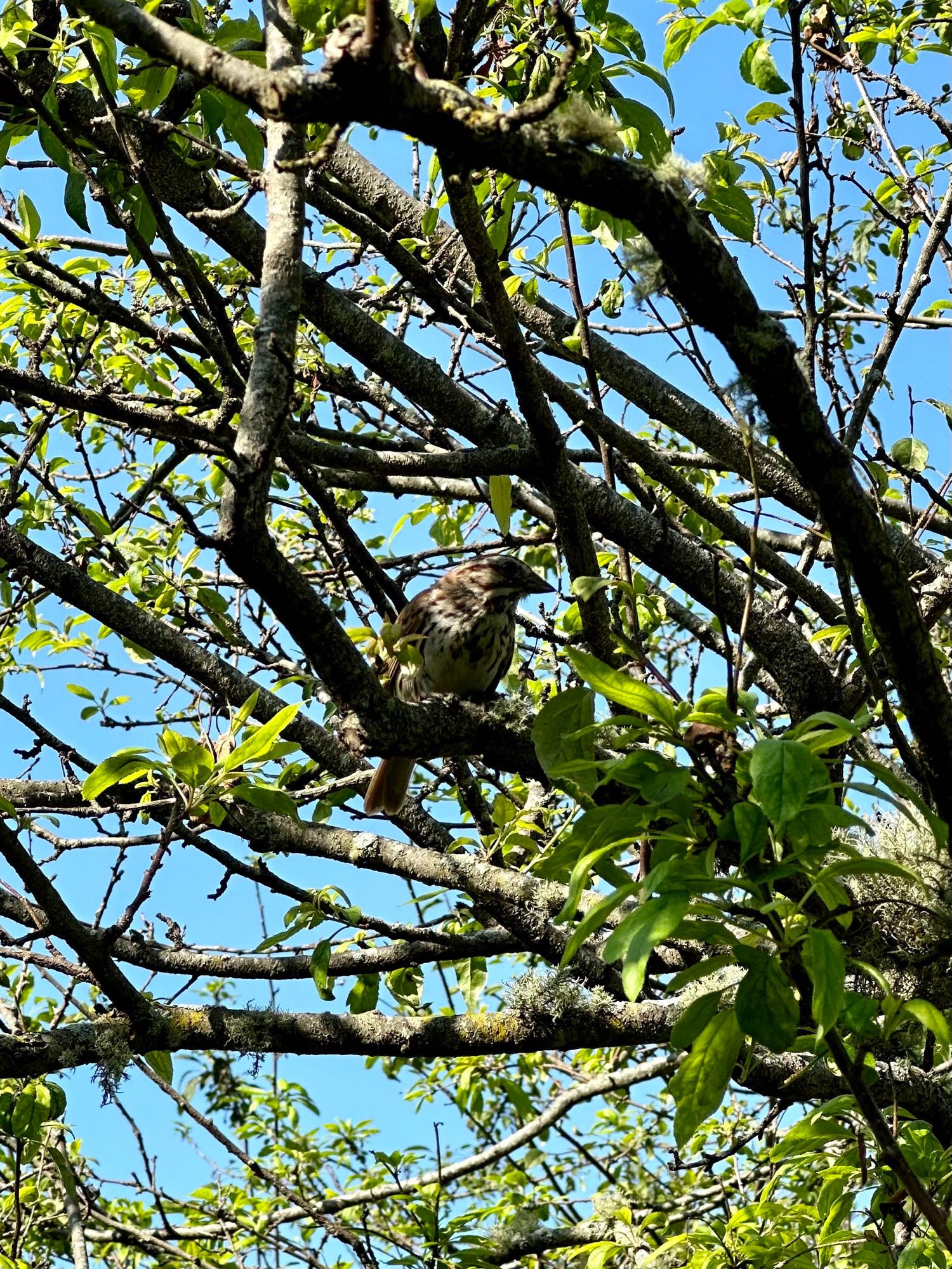 A song sparrow in a tree