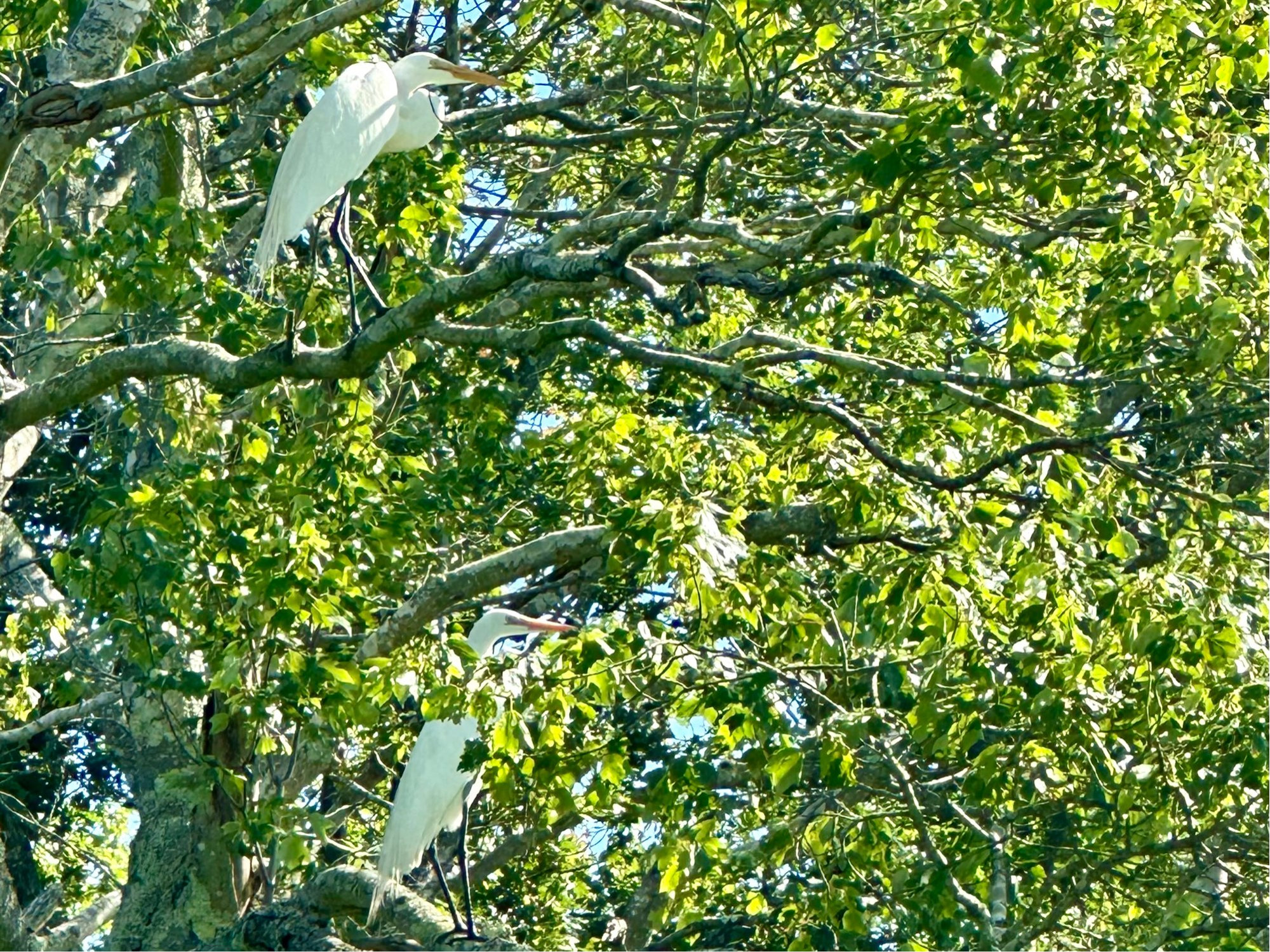 A pair of Great Egrets 