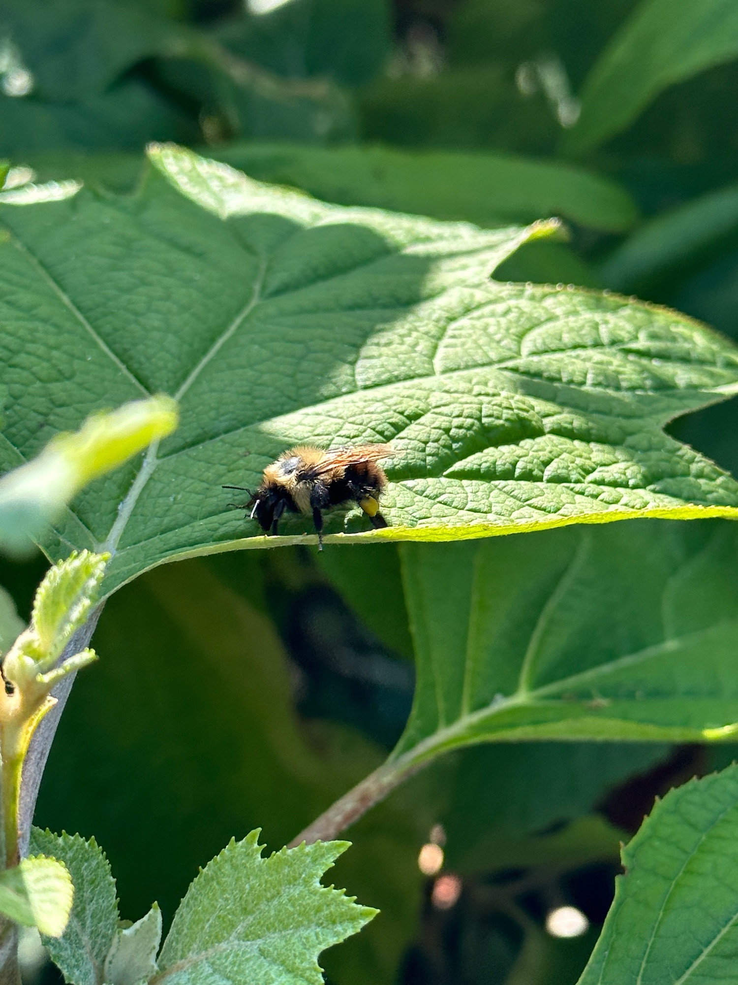 A bumblebee resting on a leaf