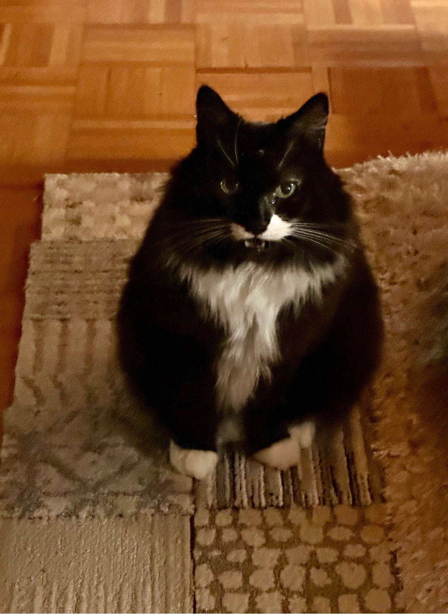 Tuxedo cat showing her cute fangs 