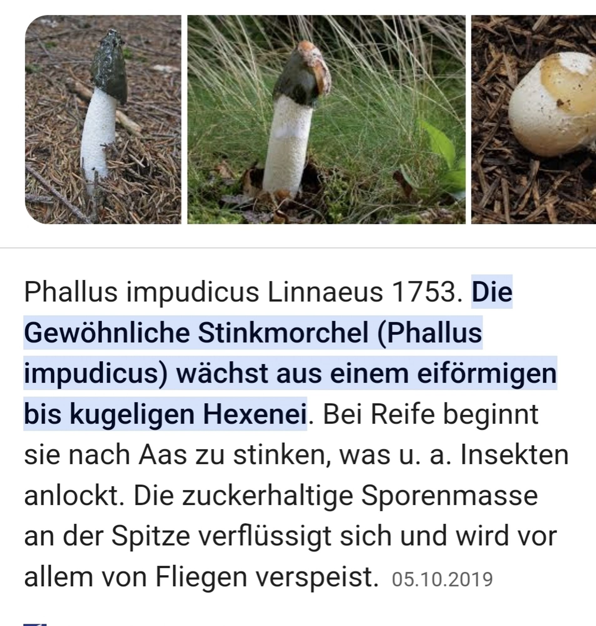 Phallus impudicus Linneaus

Bei Reife beginnt sie nach Aas zu stinken...