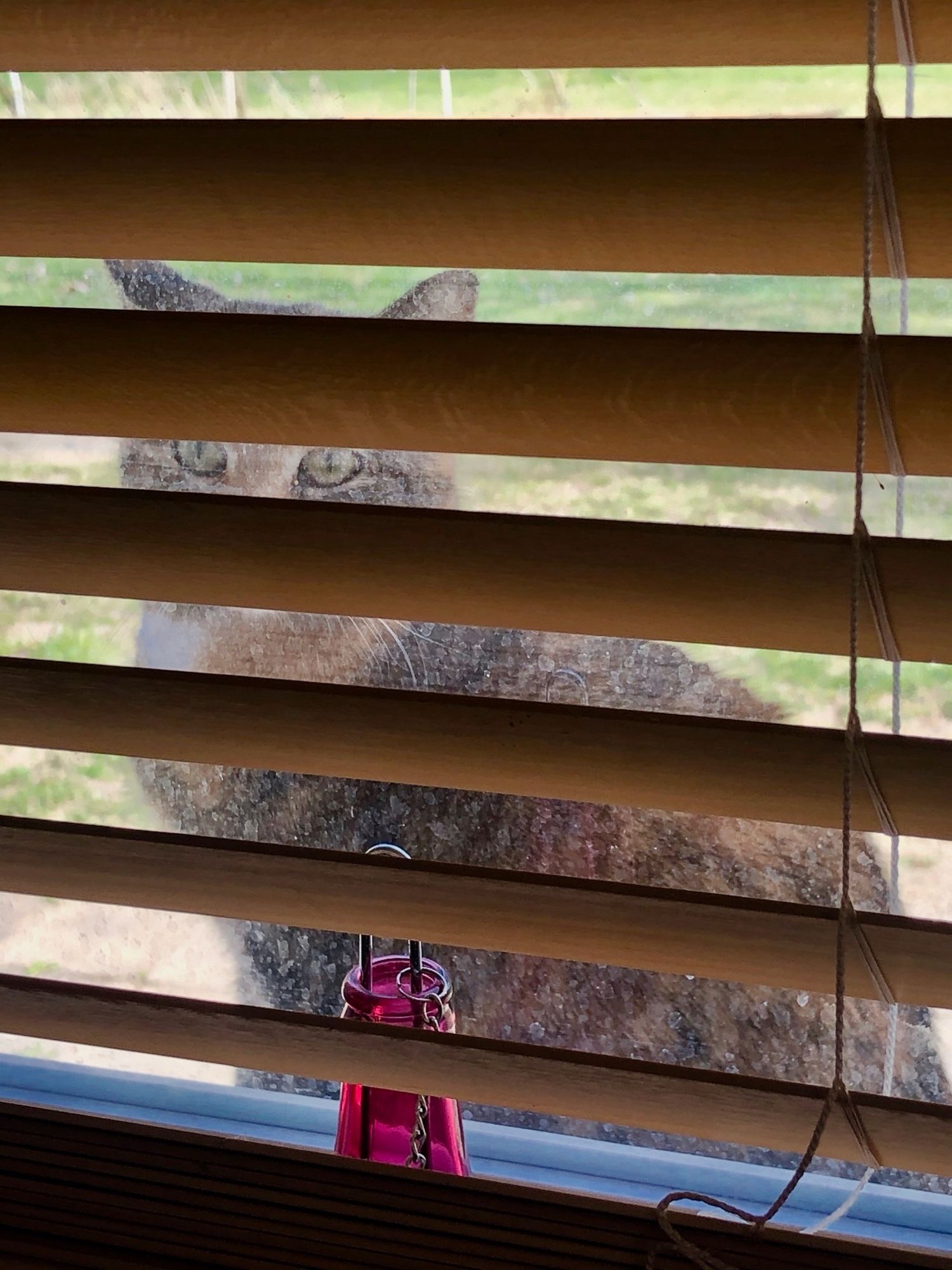 Eine getigerte Katze linst, auf der Fensterbank sitzend, nach innen. Sie schaut durch eine hölzerne Jalousie.