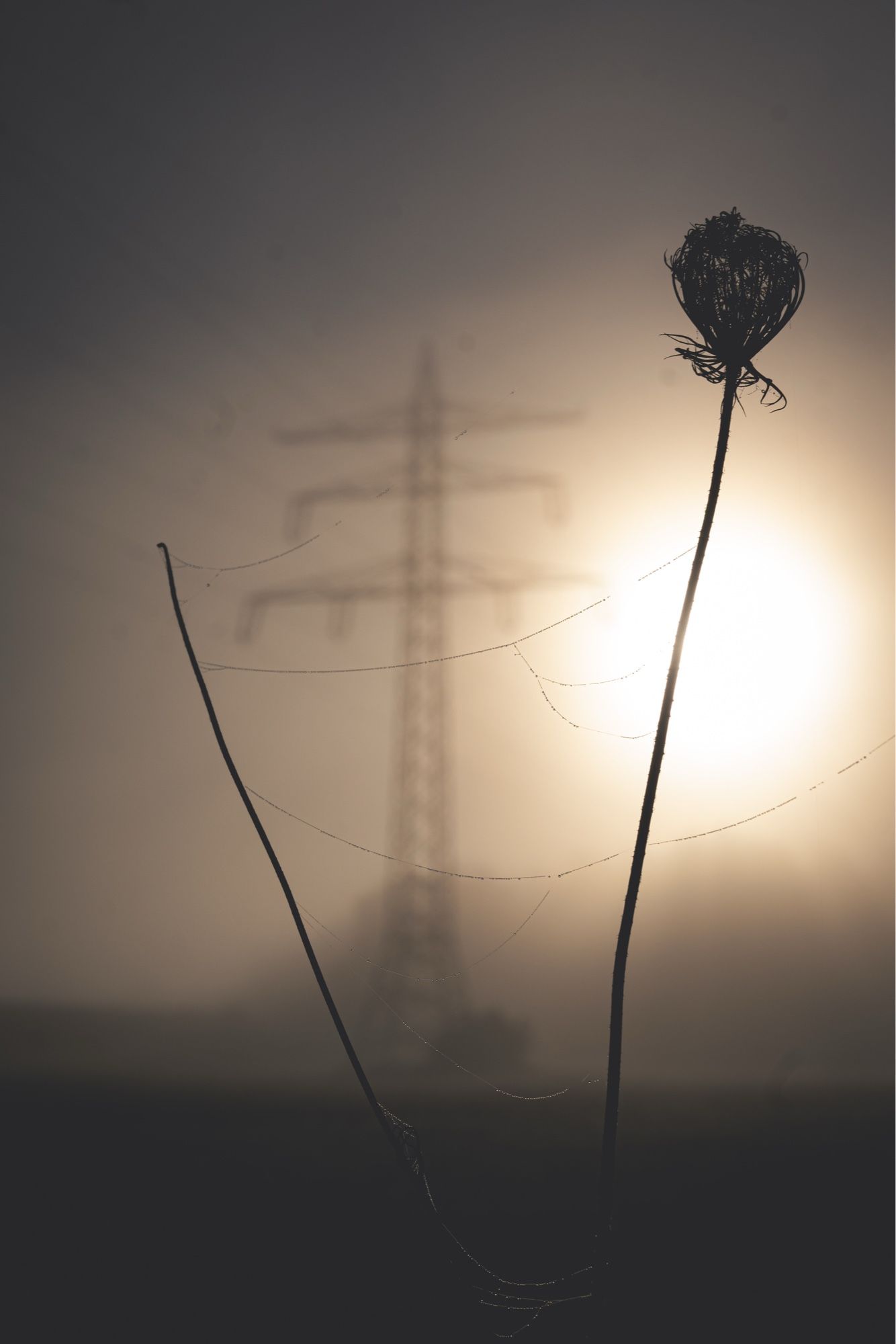 Verwelkte wilde Möhre mit Spinnfäden, im Hintergrundein Strommast im Nebel und die sonen