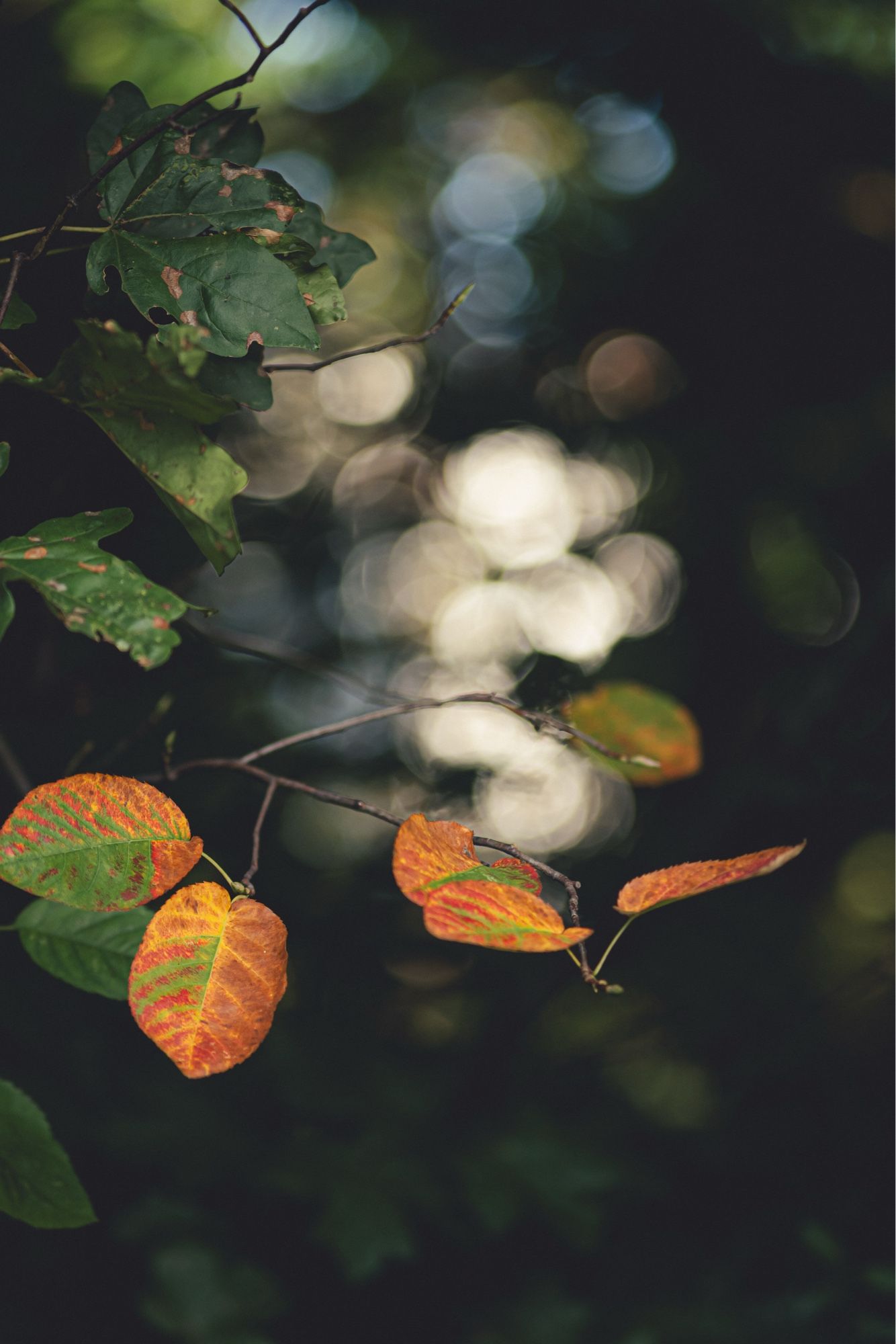 Bunte Herbstblätterr und Bokeh