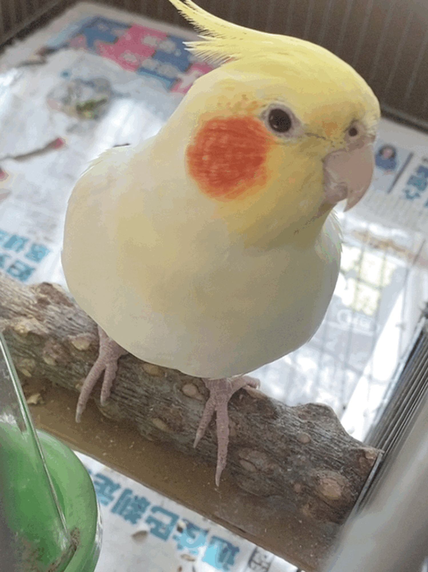 Cockatiel