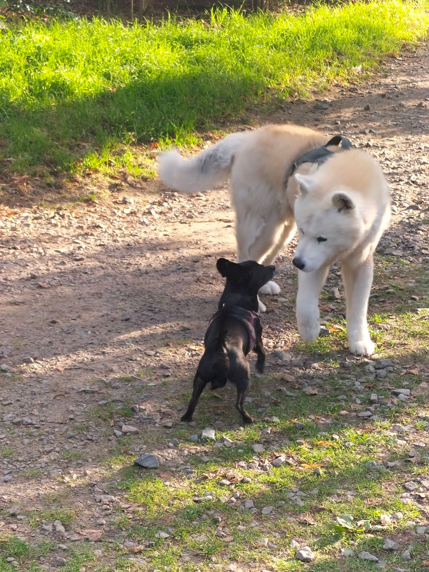 Eine weiße Akita Hündin steht vor einem schwarzen Chihuahua