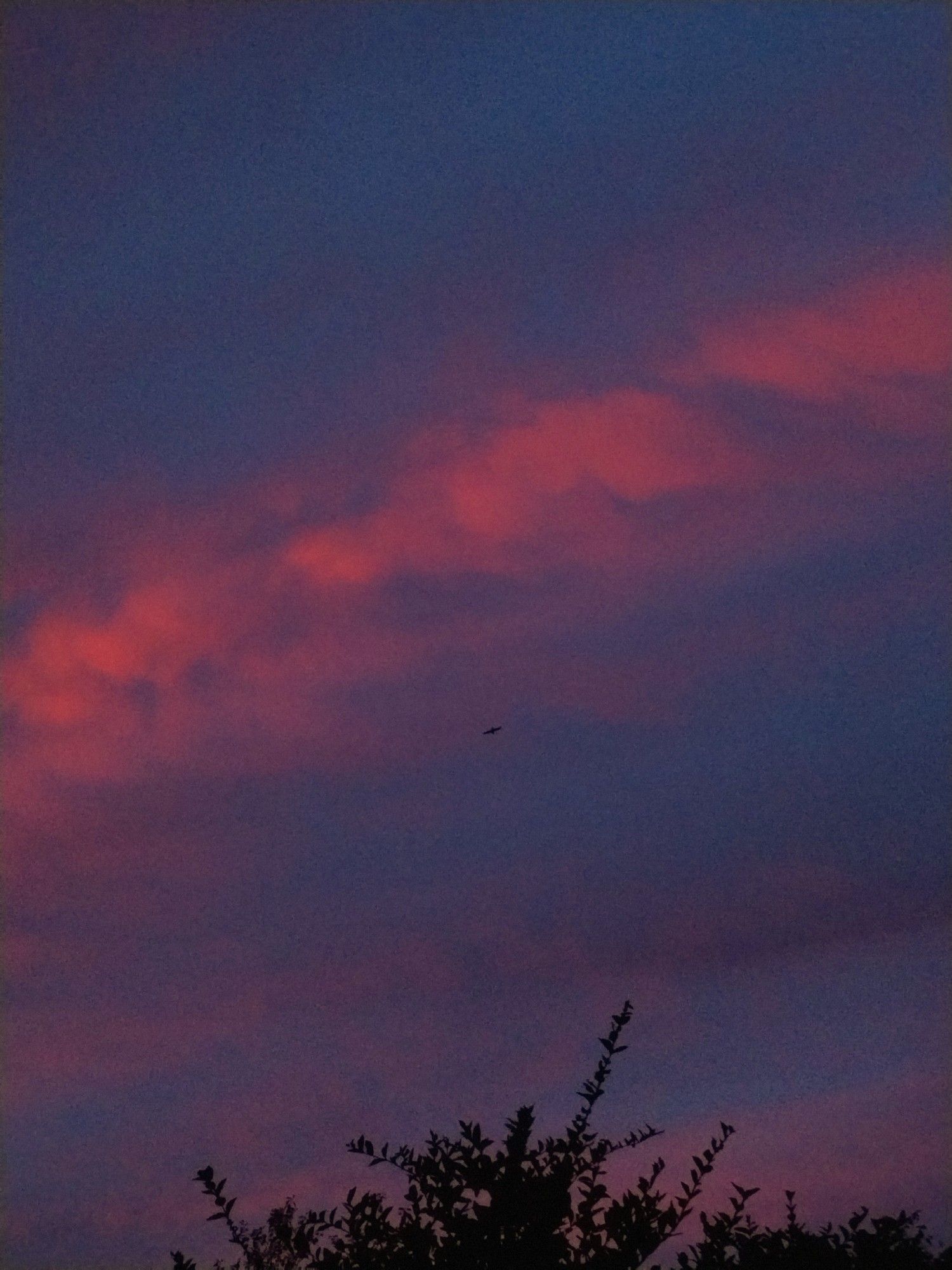 Photo showing a colourful, vibrant blue and pink sky with a single bird flying in the background, in the center of the photo. Part of a bush can be seen in the bottom of the photo