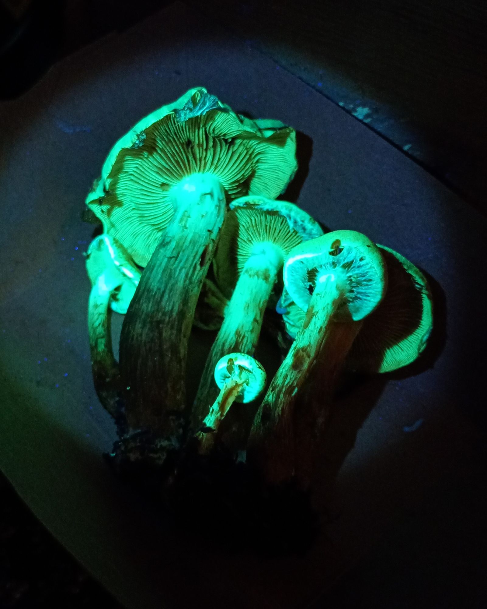 The same mushrooms under a blacklight vividly fluorescing green