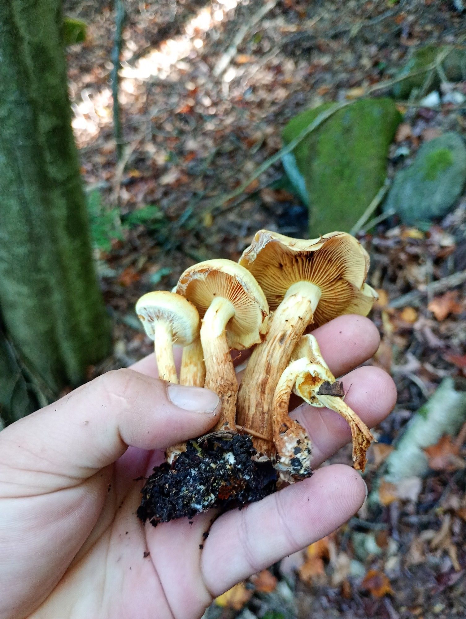 Lee holds up a cluster of fairly robust yellow mushrooms with reddening stems