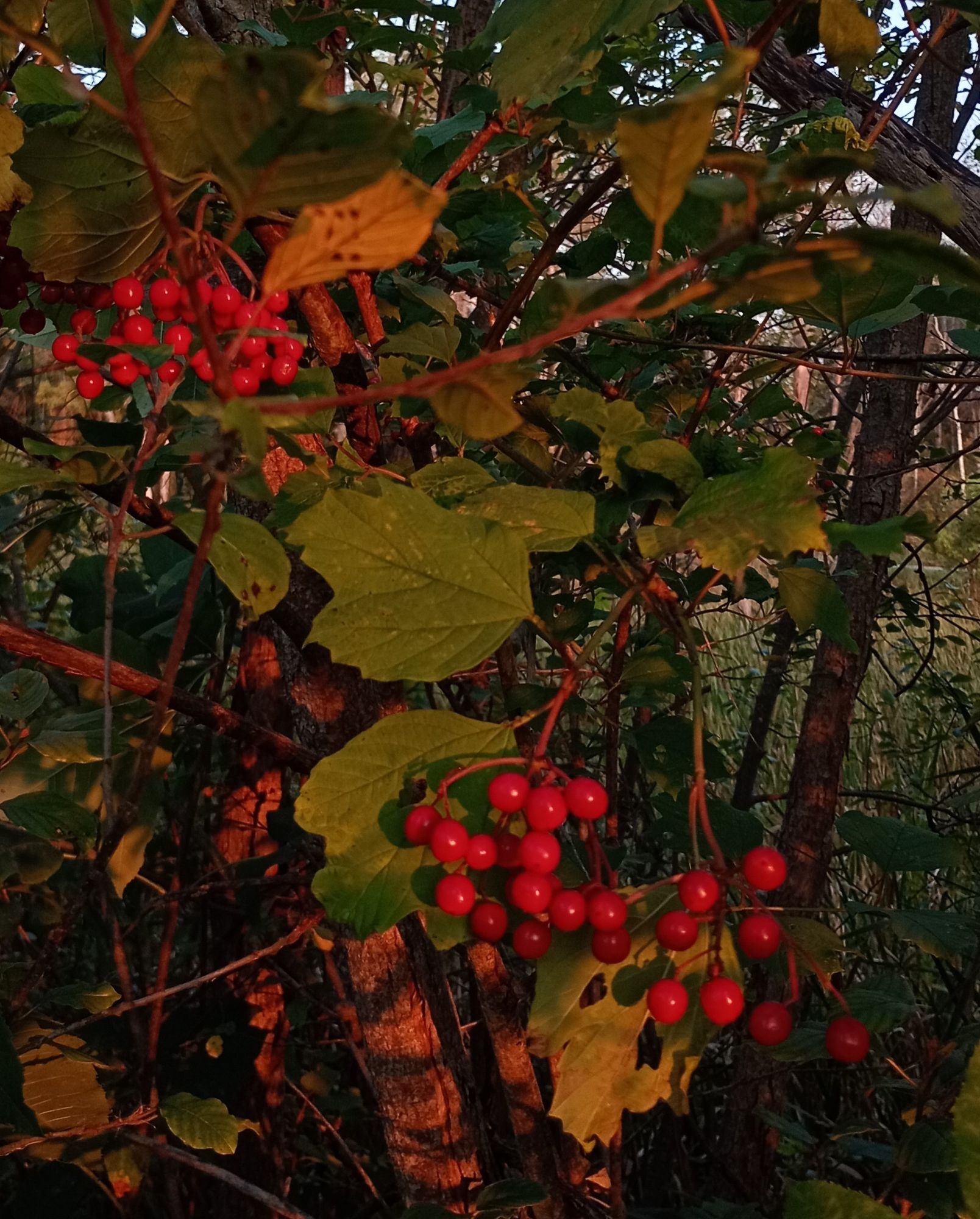 Clusters of orange fruits on a shrub (viburnum opulus)