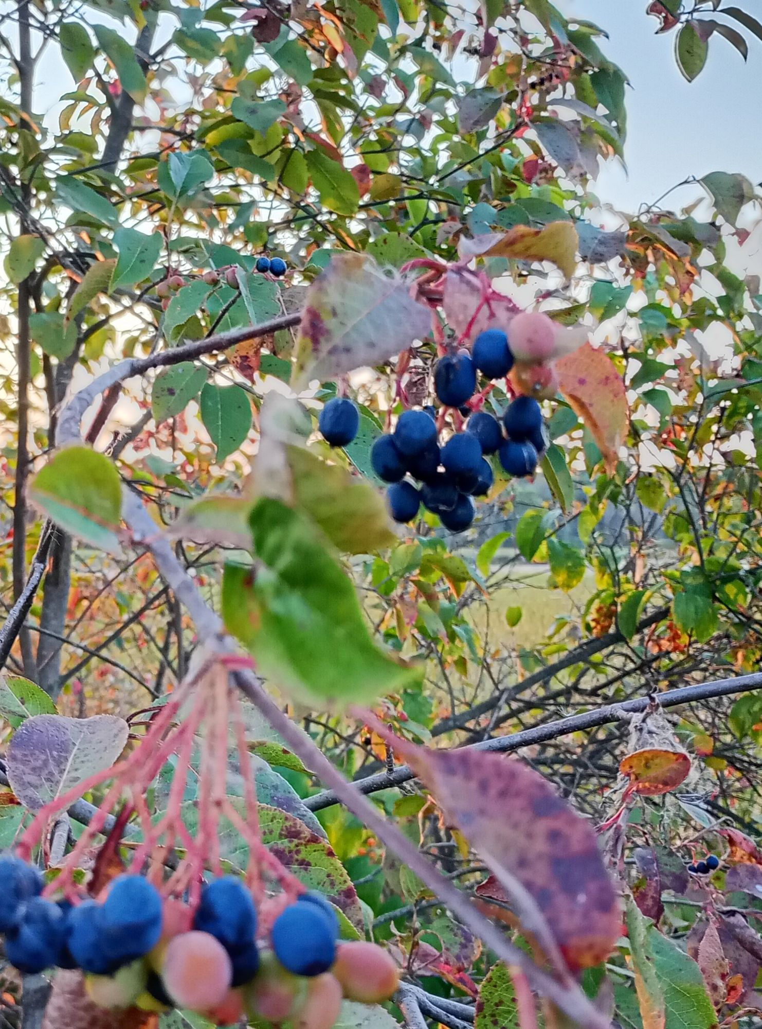 Clusters of blue fruits (nannyberries, Viburnum lentago) on a sunny shrub