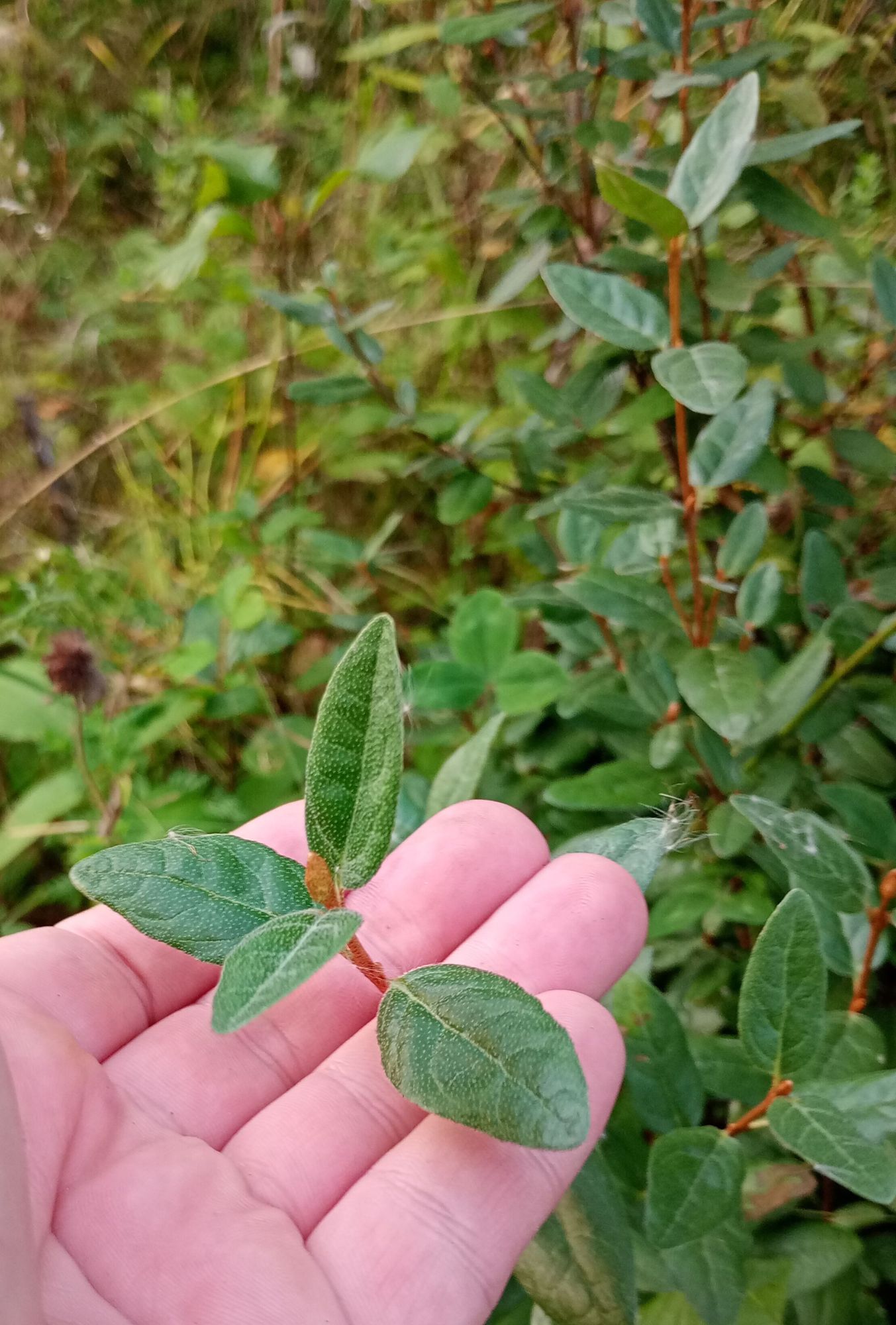 Lee holds up the pretty green leaves of a soapberry shrub