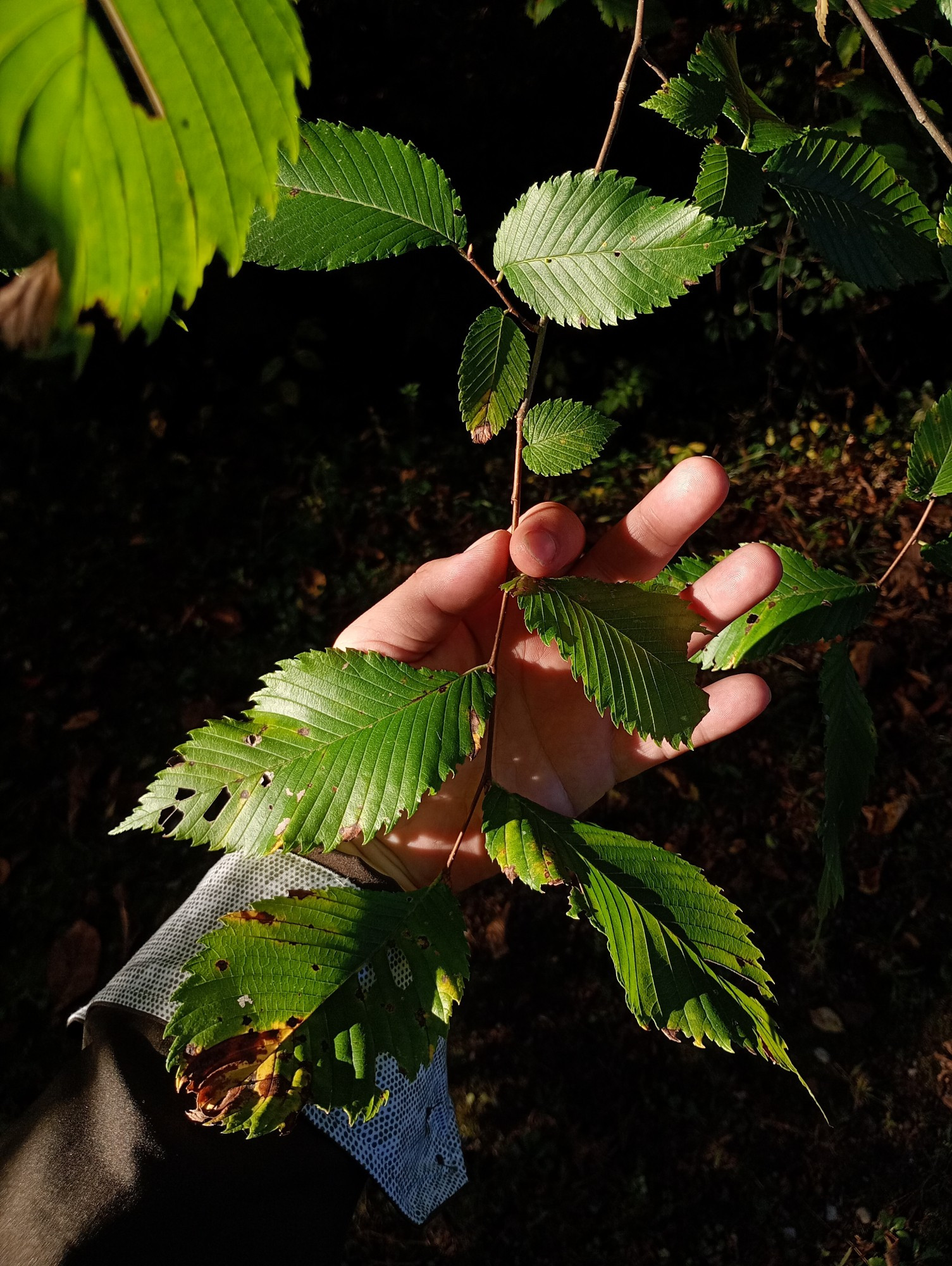 See holds up a branch of an Elm tree of some kind