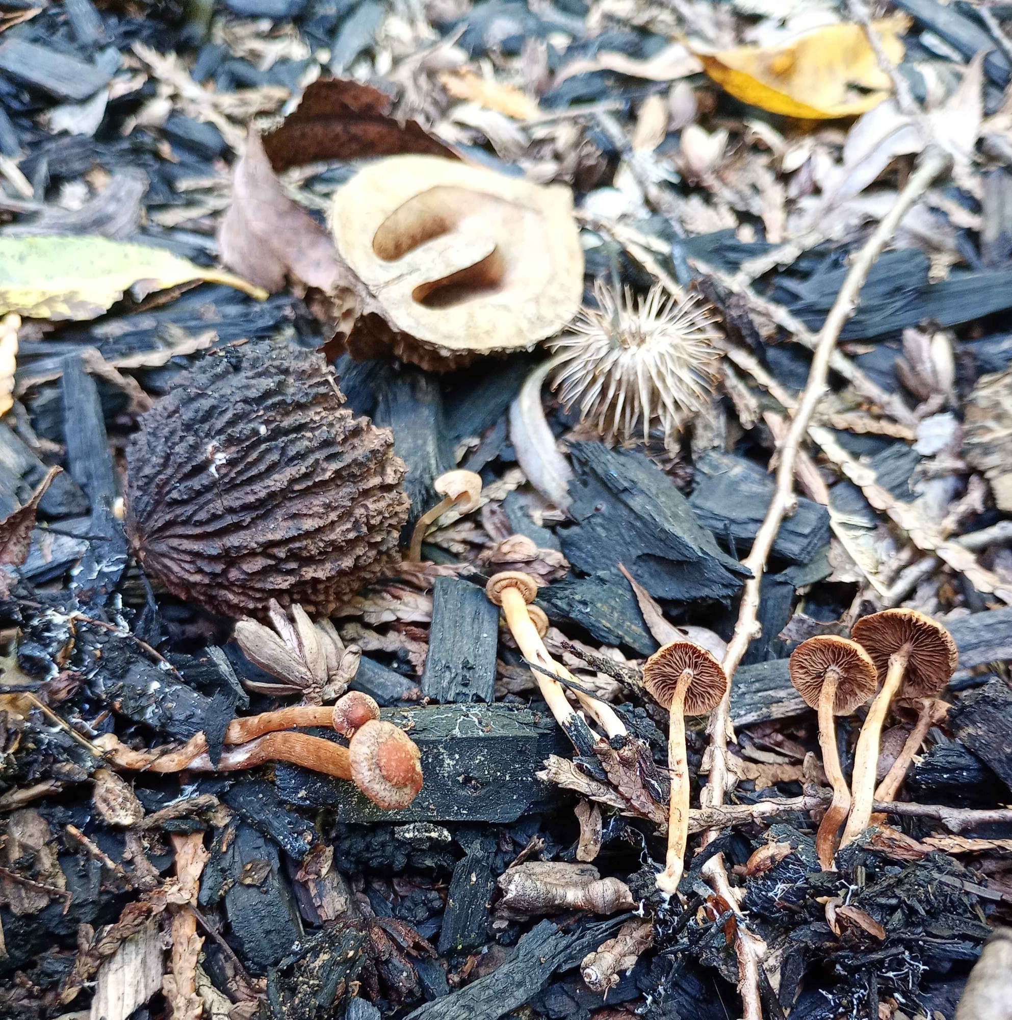 A walnut, a hickory nut, and a beech nut sit next to some Tubaria mushrooms on woodchips