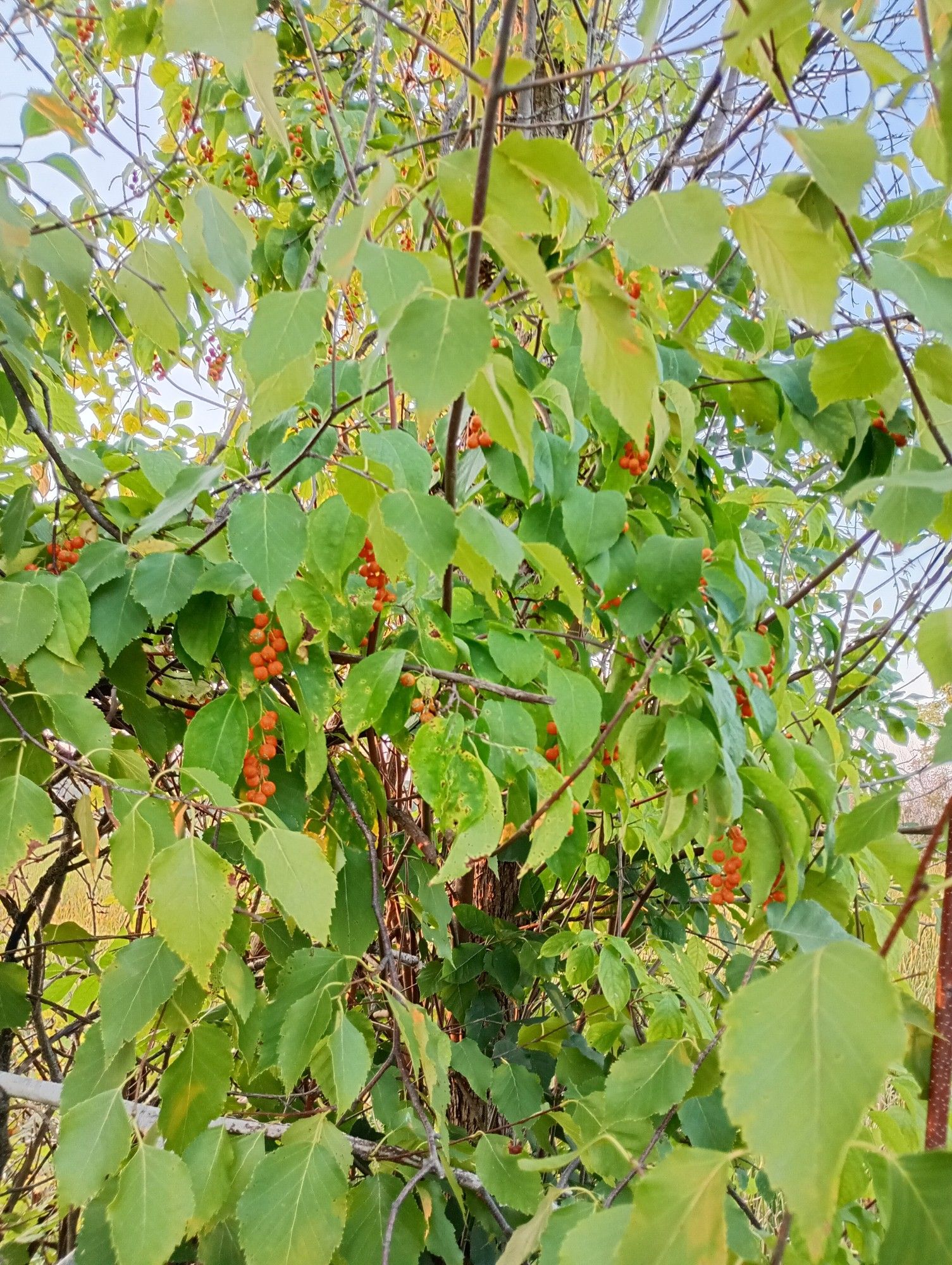 Orange fruits (celastrus scandens) on a light green vine