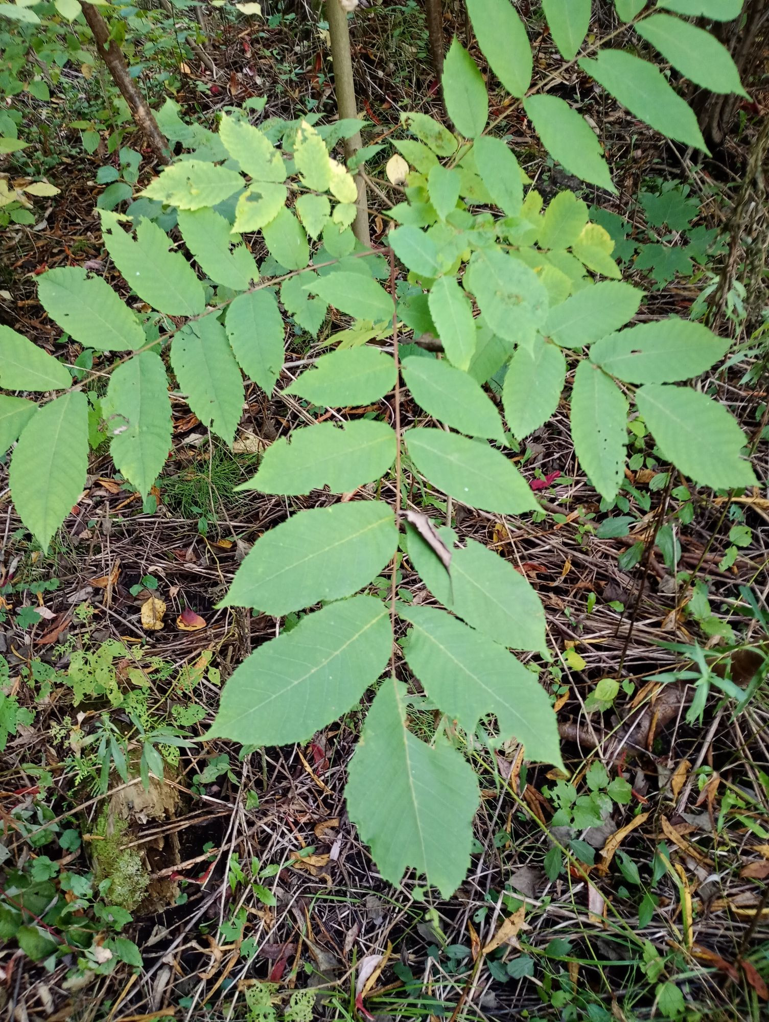 A black walnut sapling