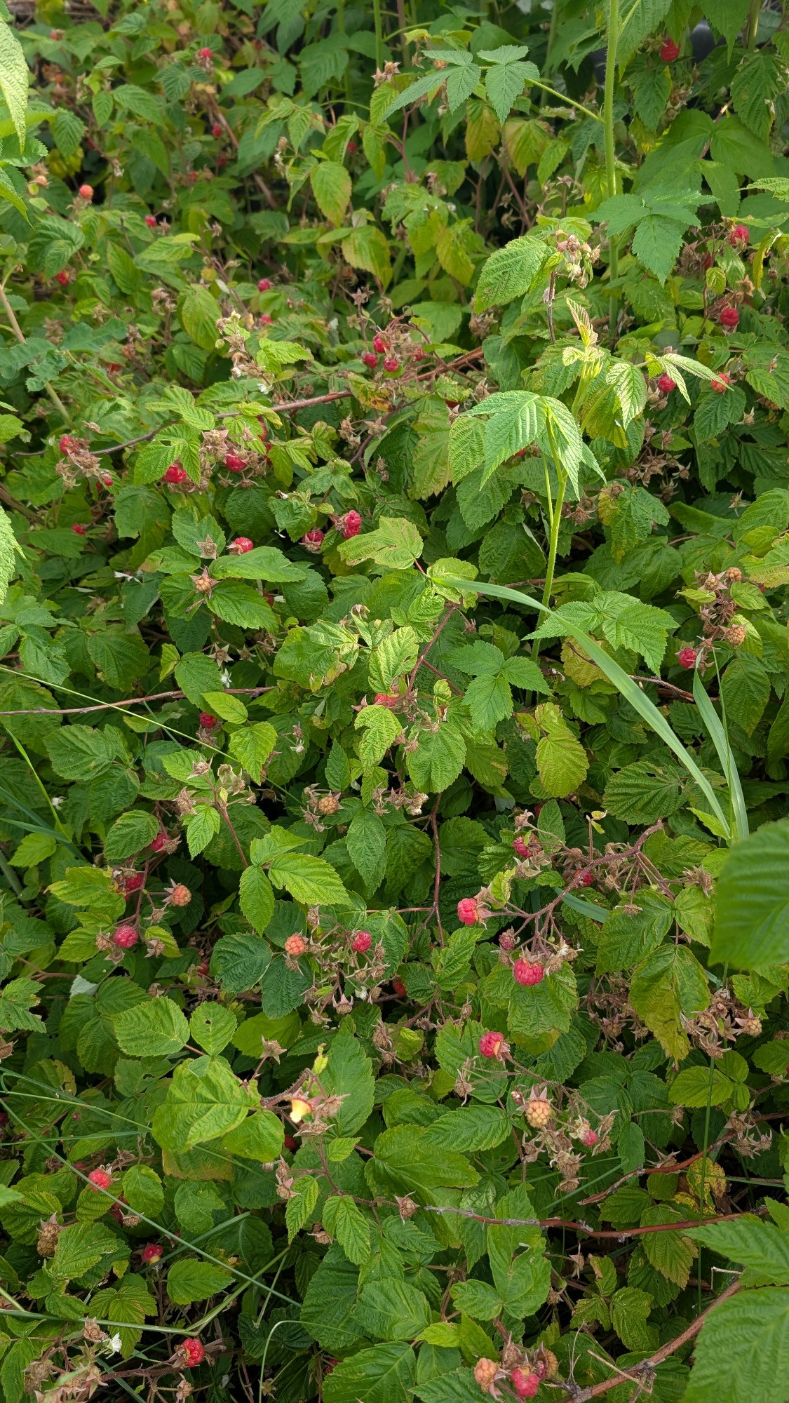 Vibrant green raspberry bushes full of red and developing raspberries.