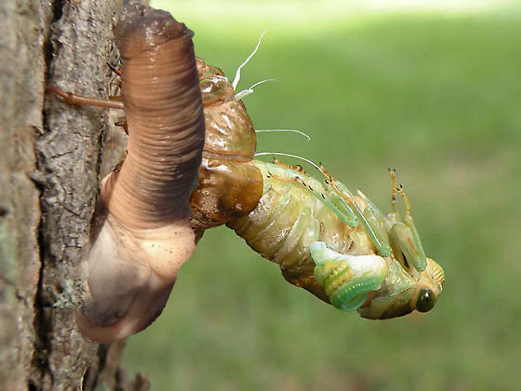 a cicada emerging after molting. A sea slug is very sloppily photoshopped over the cicada shell