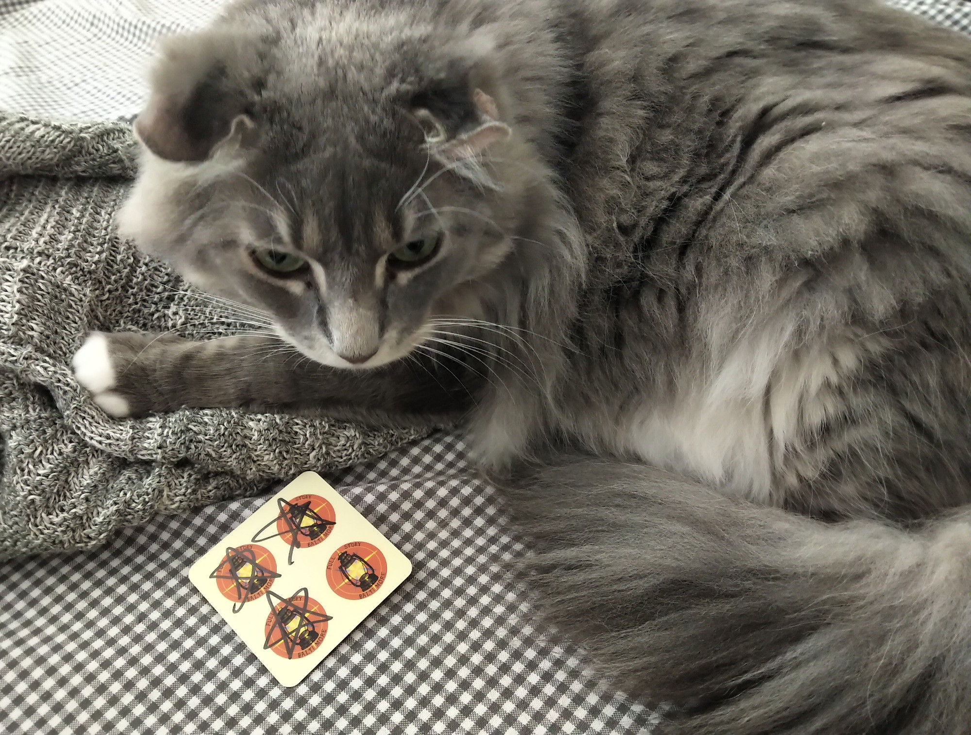 a floofy grey cat curled up near a Full Story Baltimore loyalty card that is one tour short of being full

the cat is slightly perturbed on account of he had just been taking a bath until he was rudely interrupted by the loyalty card 