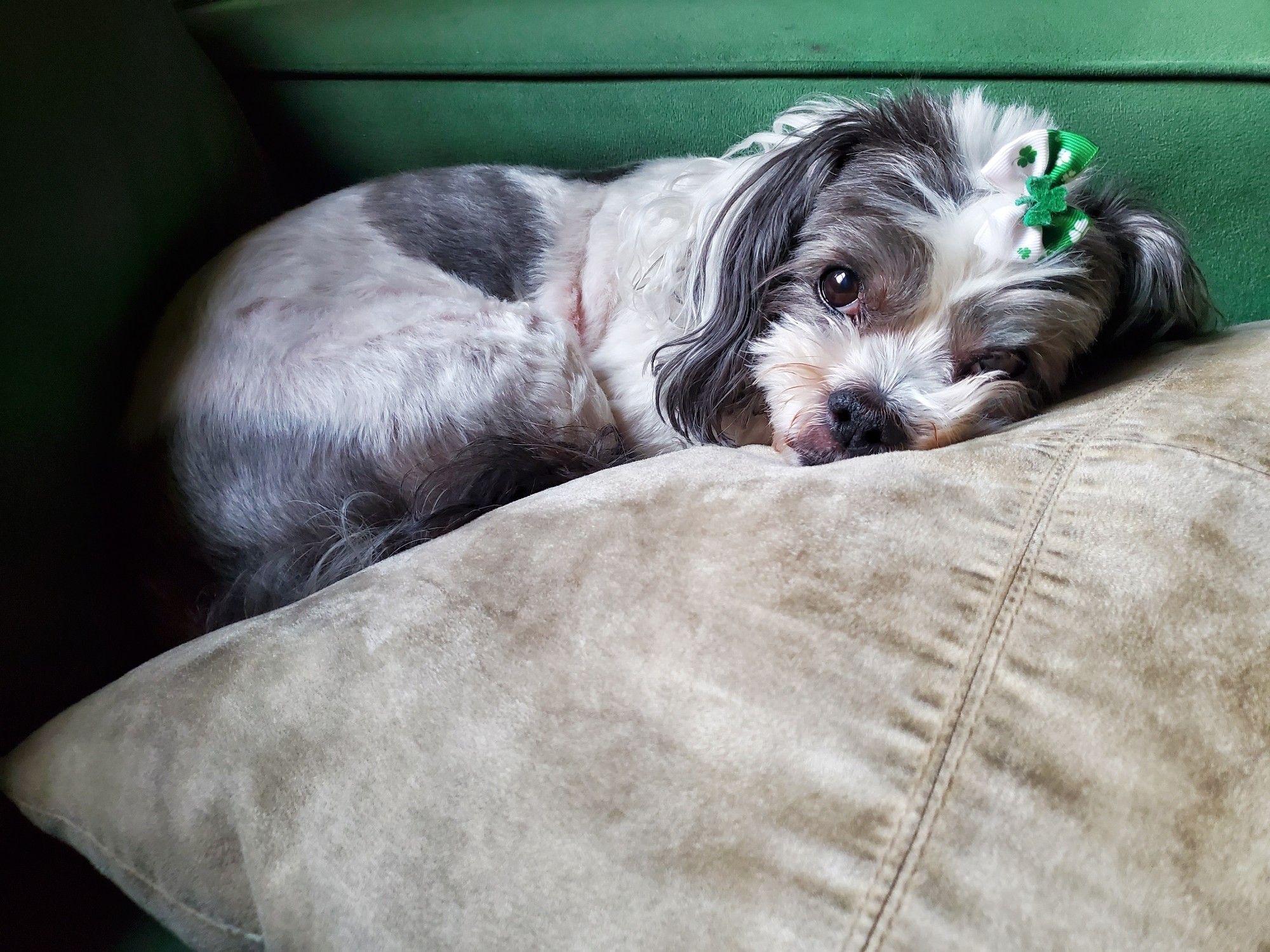 A little black and white dog is curled up between the arm of the couch and a throw pillow