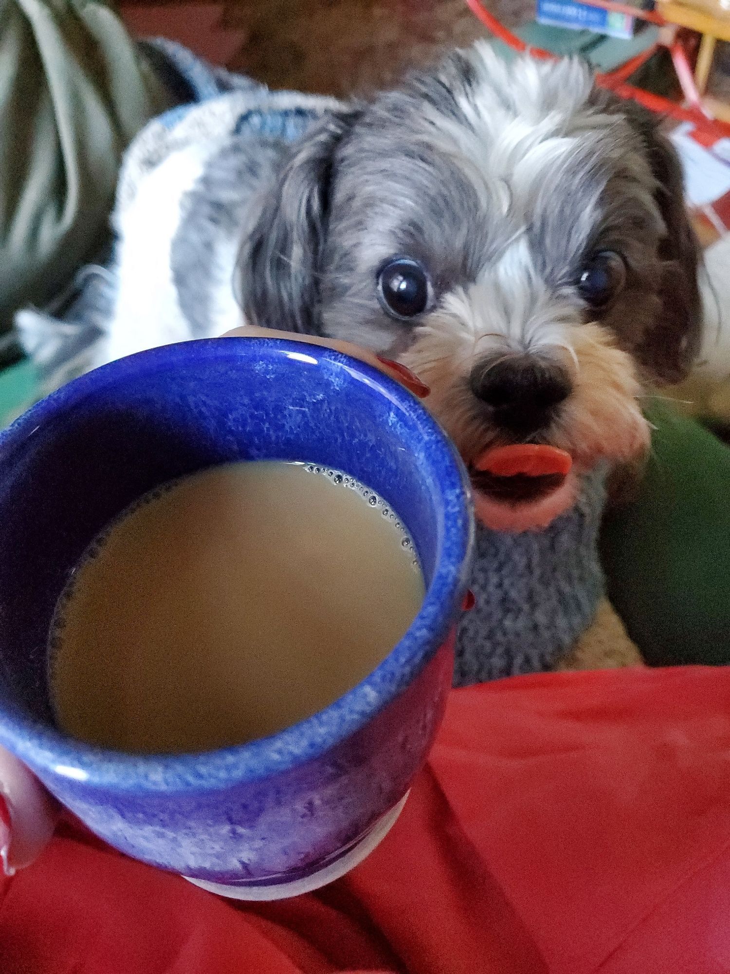 I'm holding a ceramic cup of coffee. My dog is sitting right next to me, licking her lips