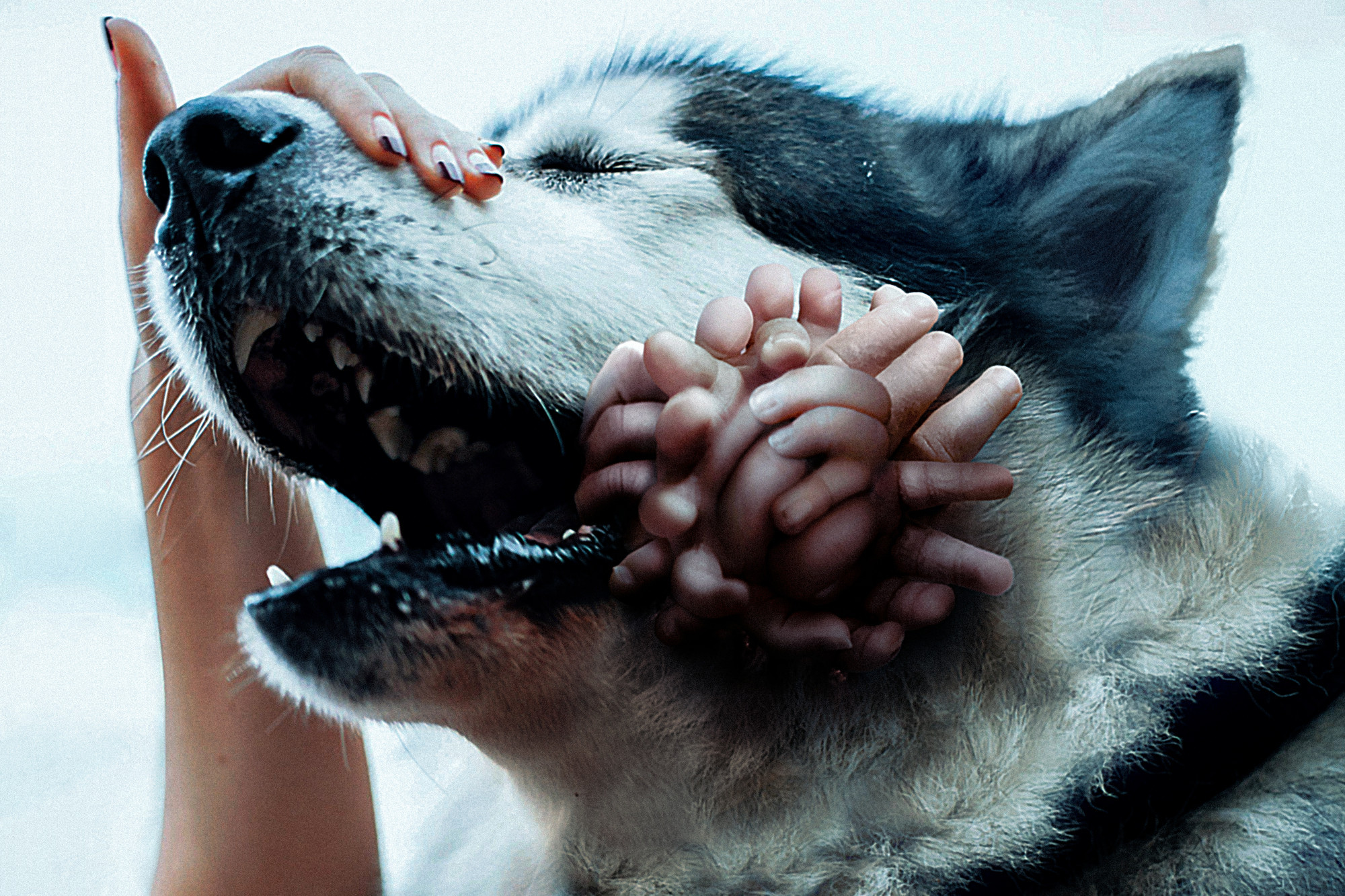 A Husky dog with a pained face. On the side of his mouth, a tennis-ball-sized tumor grows, appearing to be entirely made out of human fingers.