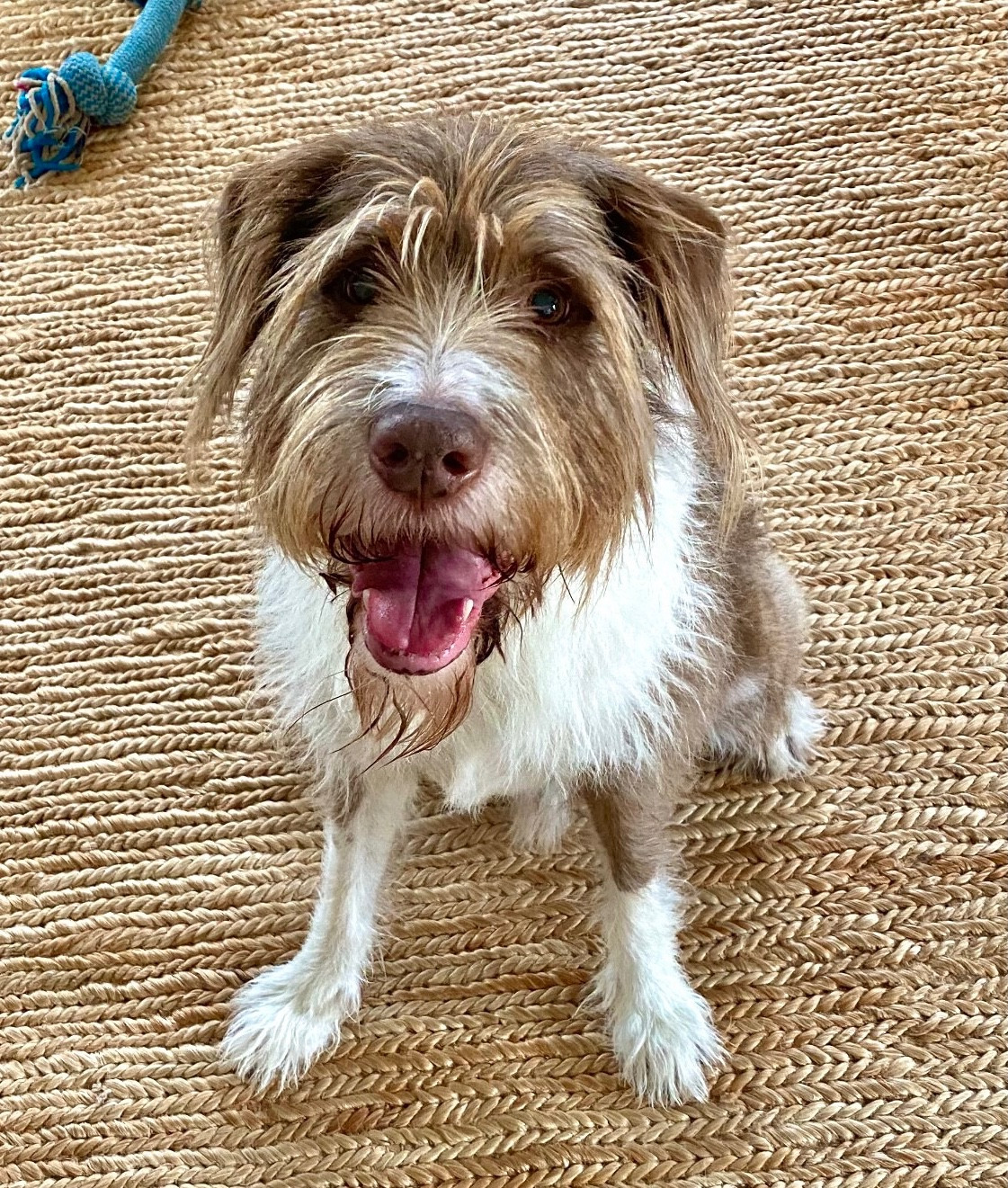 Picture of Brent and Nancy's dog, Oliver, a 75lb shaggy brown and white mixed breed with amber eyes.