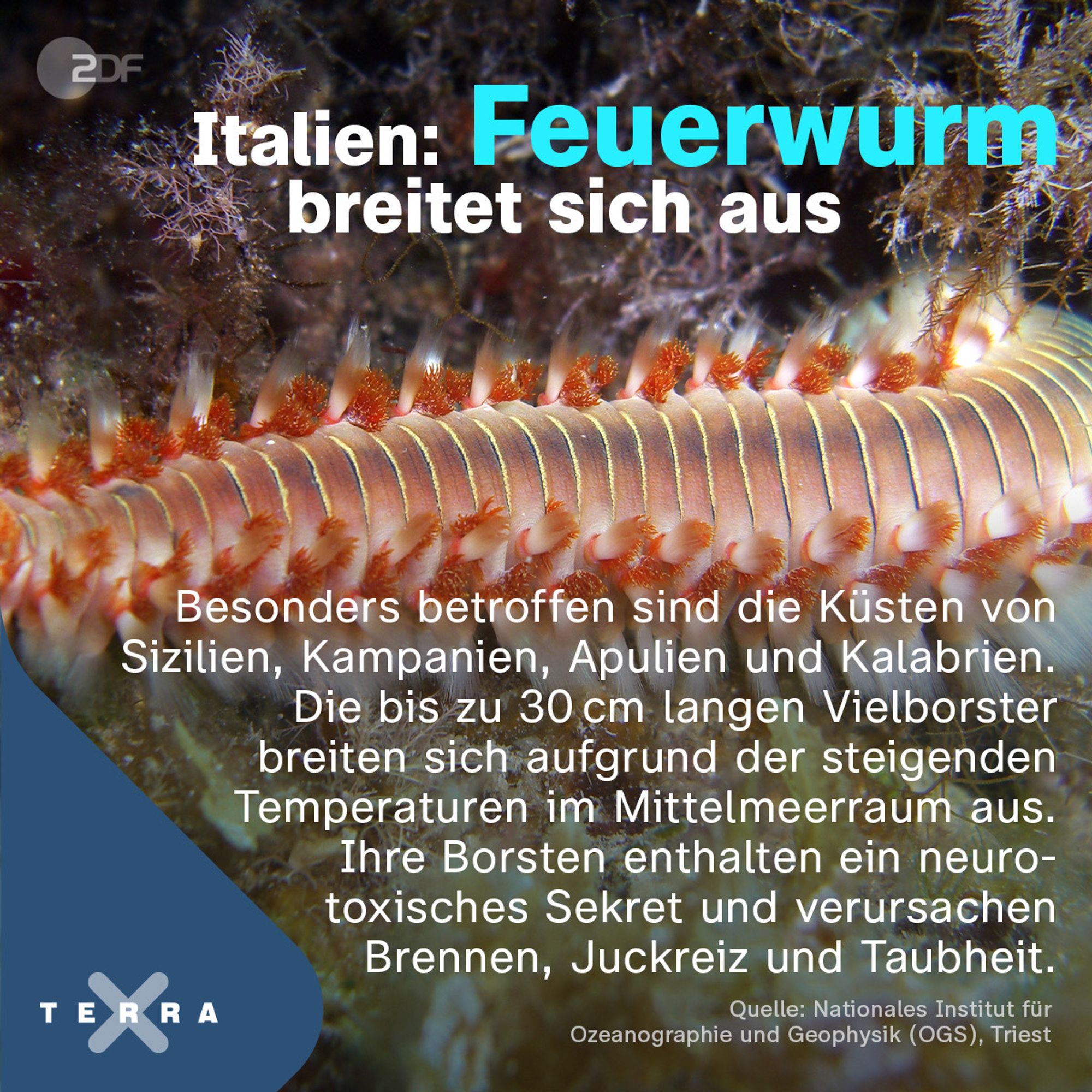 Sharepic von ZDF Terra X, welches einen „Feuerwurm“ zeigt.
Text: „Italien: Feuerwurm breitet sich aus 
Besonders betroffen sind die Küsten von Sizilien, Kampanien, Apulien und Kalabrien. Die bis zu 30 cm langen Vielborster breiten sich aufgrund der steigenden Temperaturen im Mittelmeerraum aus. Ihre Borsten enthalten ein neuro- toxisches Sekret und verursachen Brennen, Juckreiz und Taubheit.

Quelle: Nationales Institut für Ozeanographie und Geophysik (OGS), Triest“