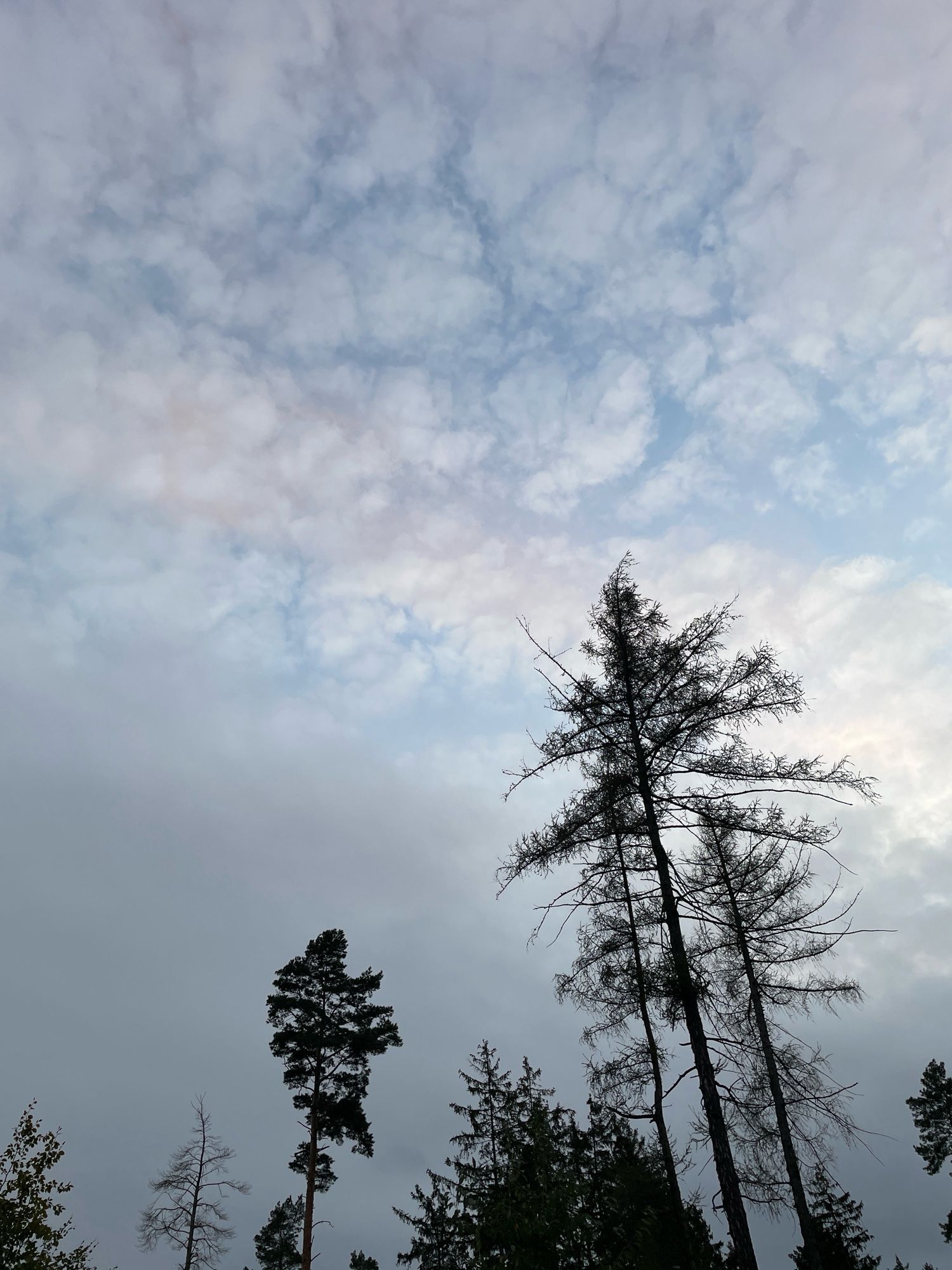 Mamatuswolken wie kleine sanfte weiße Wattebäusche vor hellblauem Abendhimmel, im Schatten, schwarz, einzelne hohe Nadelbäume