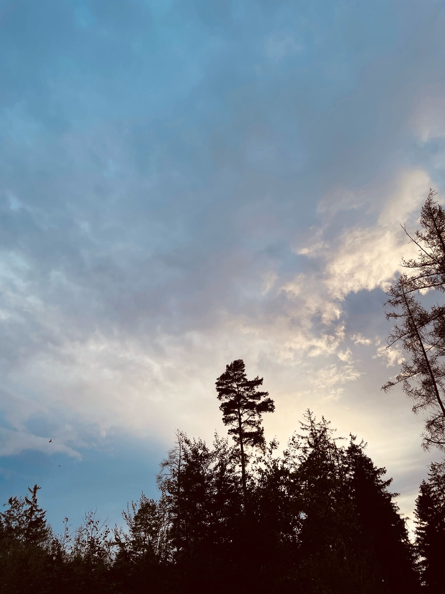 Eine einzelne Kieferkrone ragt aus dem Wald heraus und steht vor pulverigen Wolken: Mal fester und mal loser zusammengefasst, lassen sie unterhalb und oberhalb blauen Himmel durch.