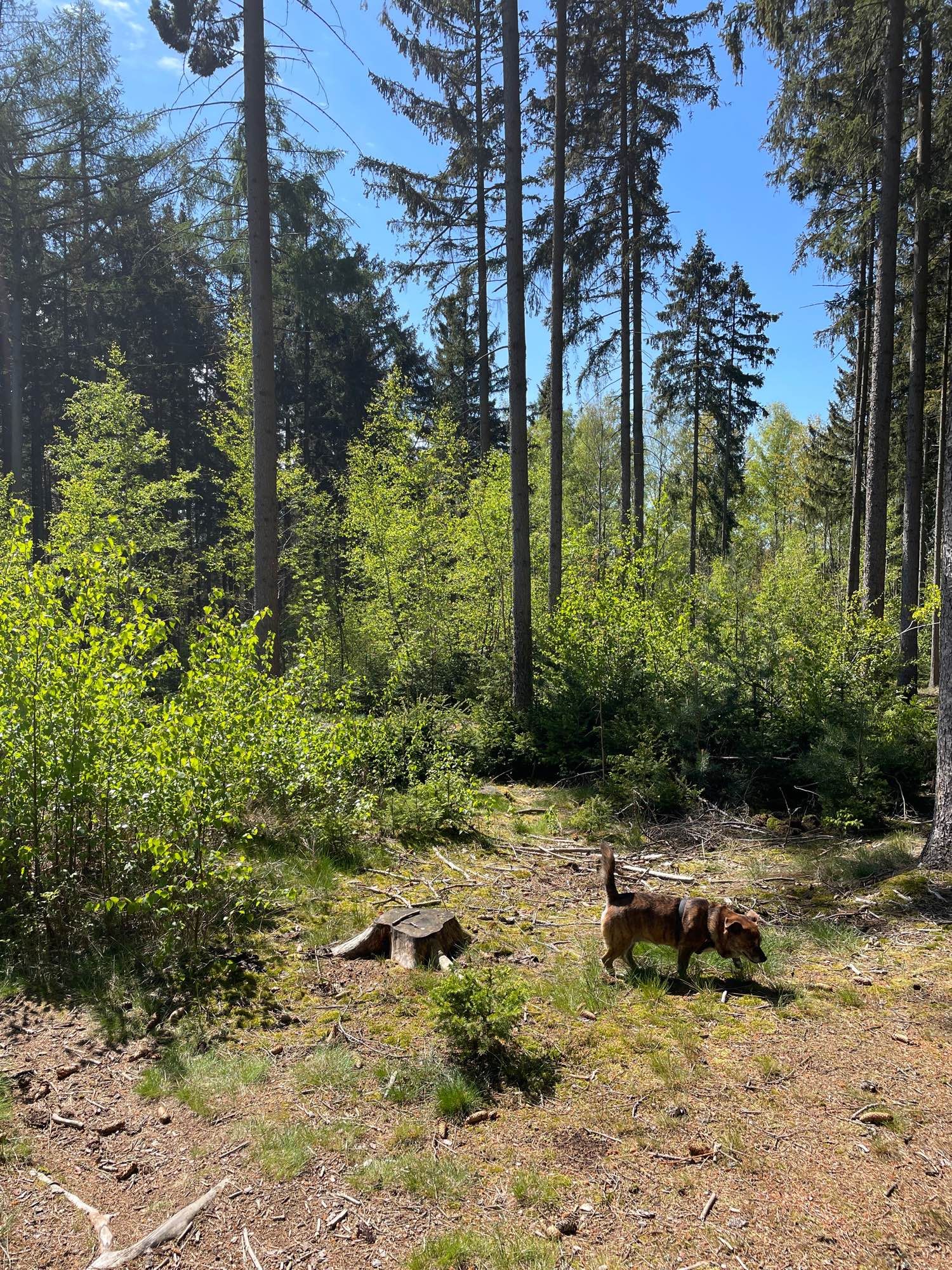 Ein kleiner brauner Hund vor und eine kleine Frau hinter der Kamera. Auf dem Bild außerdem ein schöner grüner Mischwald, vorn eine Lichtung und ein blauer Himmel zwischen den hohen Fichten durchscheinend.