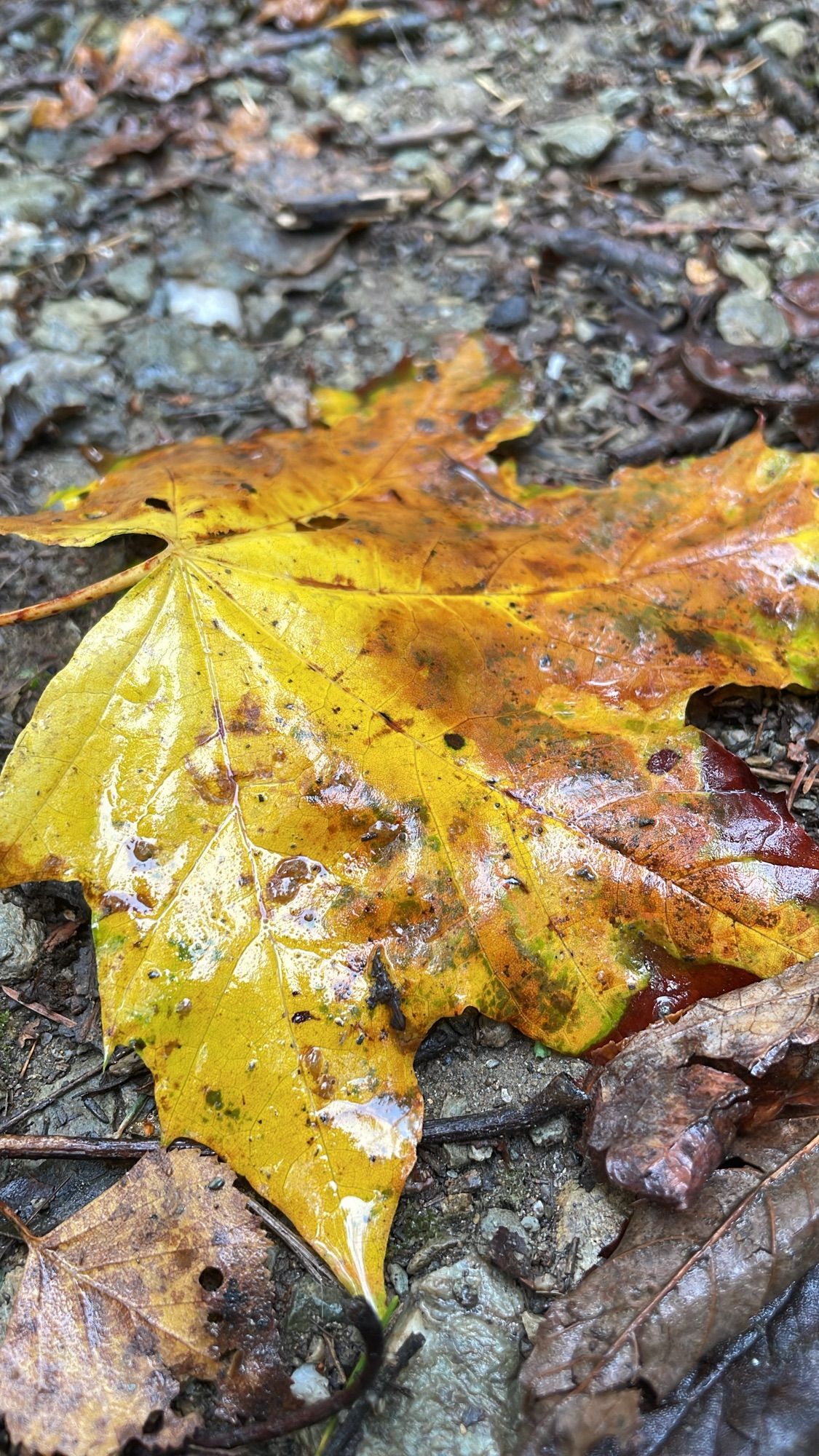 Gelbbraunes regennasses Ahornblatt auf dem Waldboden