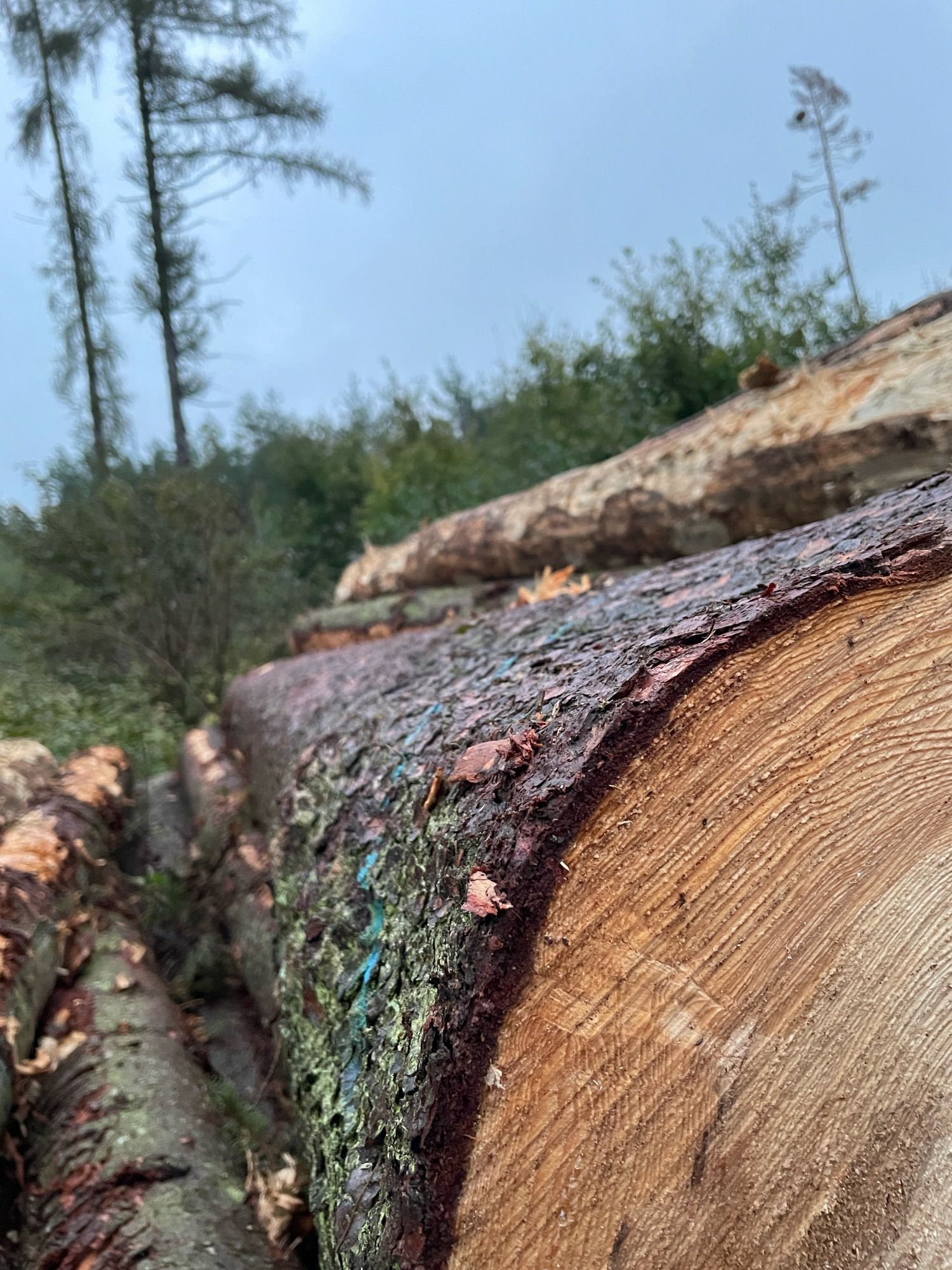 Eine Fotoaufnahme beginnend vor einem liegenden abgesägten Fichtenstamm im Holzstapel. Hinten wächst ein grüner Mischwald, links ragen zwei alte Lärchen heraus und rechts eine Kiefer.