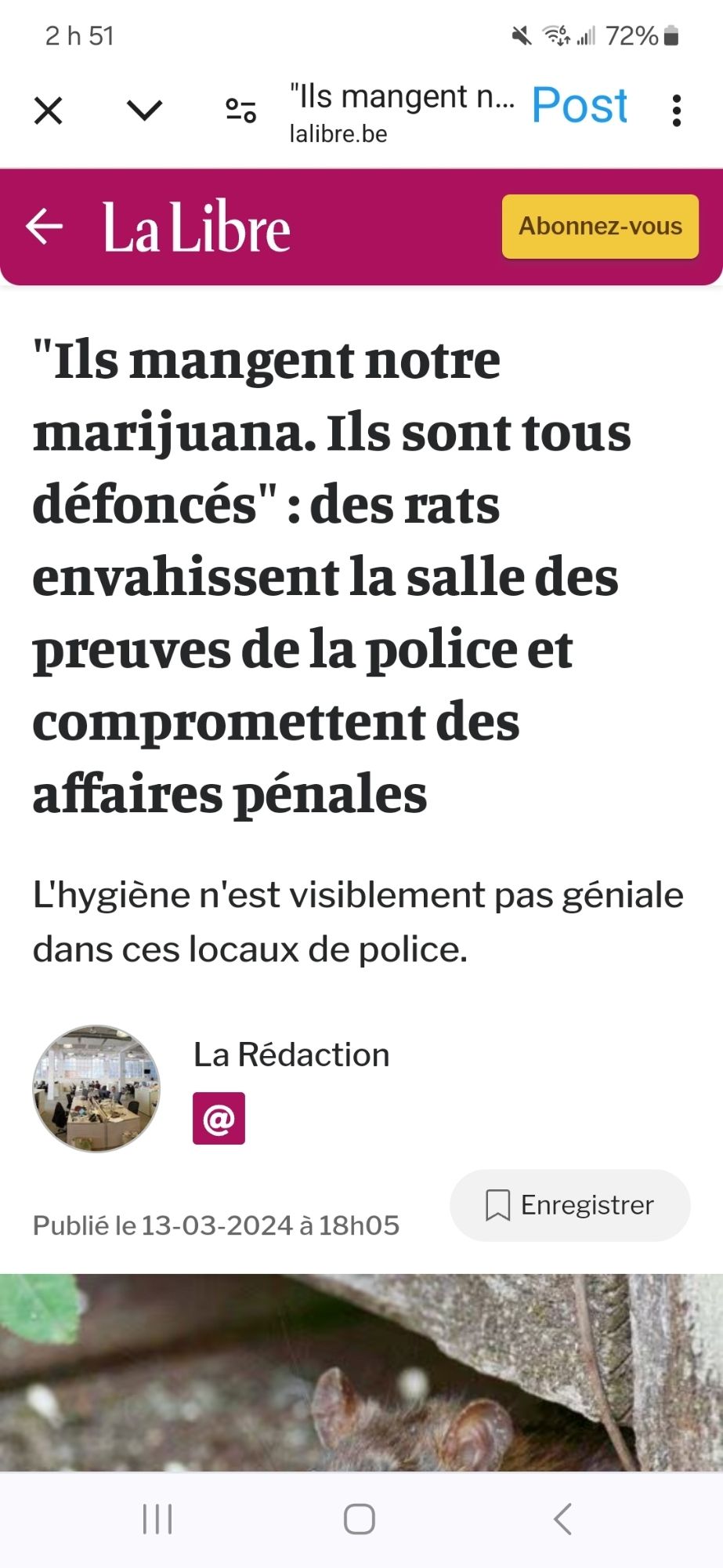 Titre de la libre, en ligne, 13 mars 2024: "ils mangent notre marijuana. Ils sont tous défoncés: des rats envahissent la salle des preuves de la police et compromettent des affaires pénales'