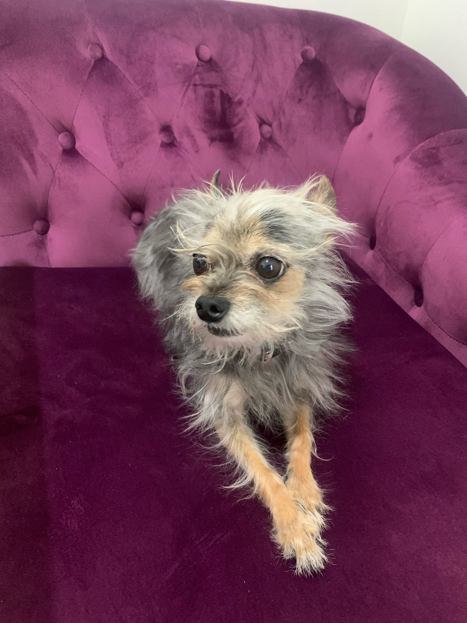 Mister Peebles sitting demurely, paws crossed, on a purple velour chaise lounge. He is a scraggly looking chihuahua-yorkie.