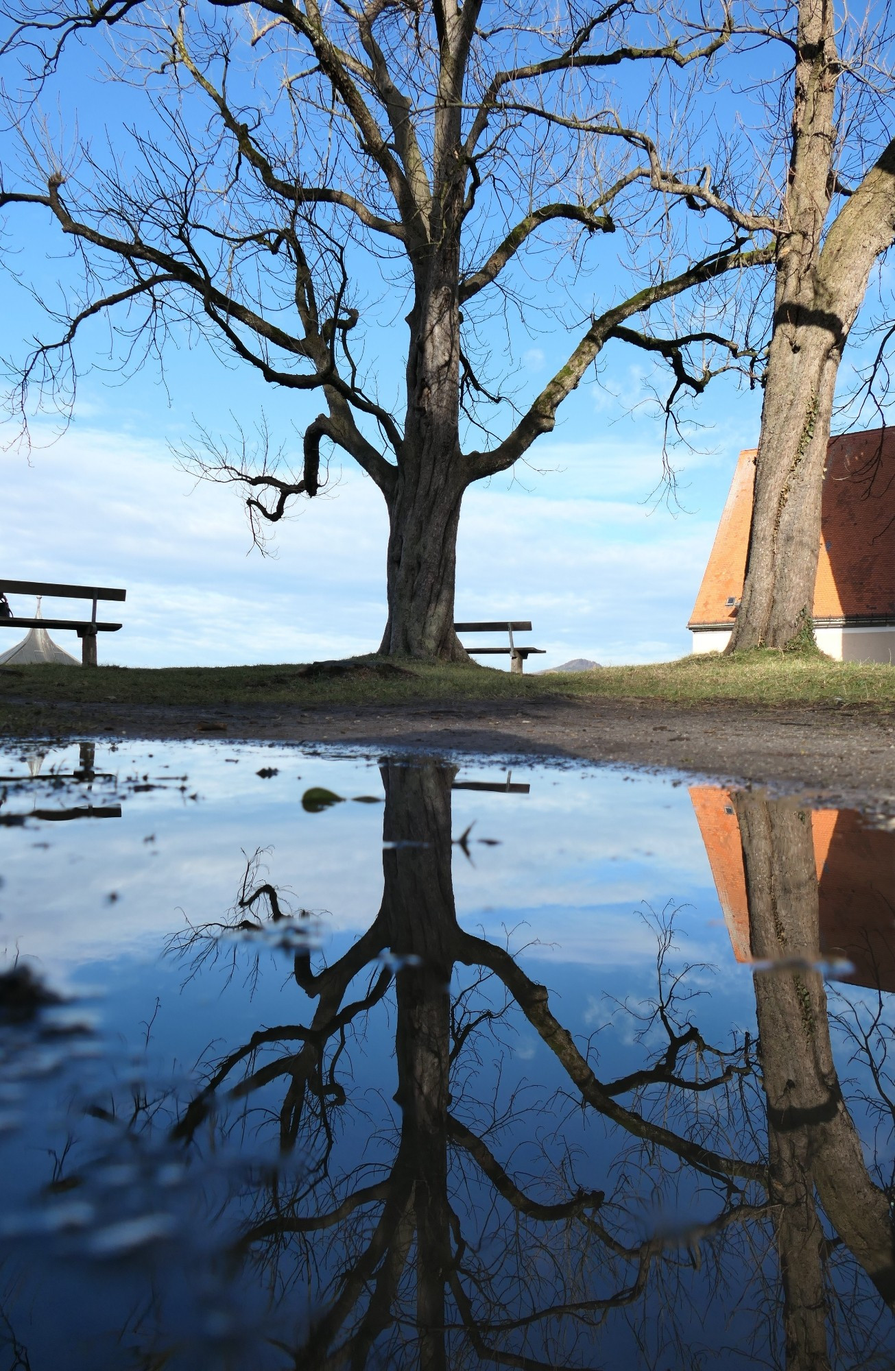 Das Bild zeigt in der Mitte einen großen kahlen Baum, daneben eine Bank, links eine weitere Bank und rechts einen Baumstamm, und dahinter sieht man ein rotes Dach. Dies alles spiegelt sich in einer Pfütze. Der Himmel ist blau mit wenigen Wolken.