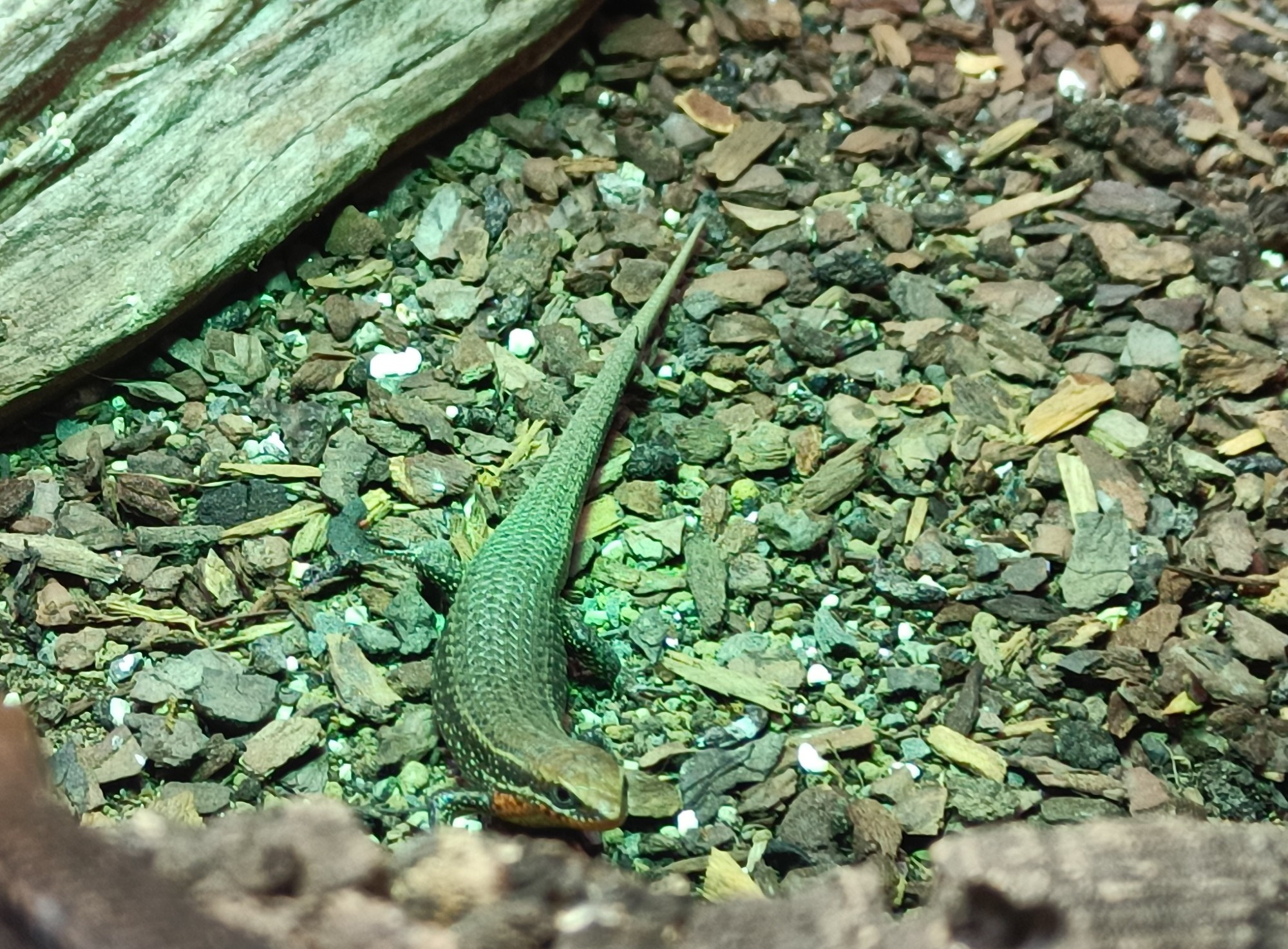 A grey lizard with an orange throat is sitting at the bottom of a terrarium. There's a darker brown line starting at the snout, going through the eye and down its side. There are creamy coloured lines above the orange area on its throat and above the darker brown line mentioned above.