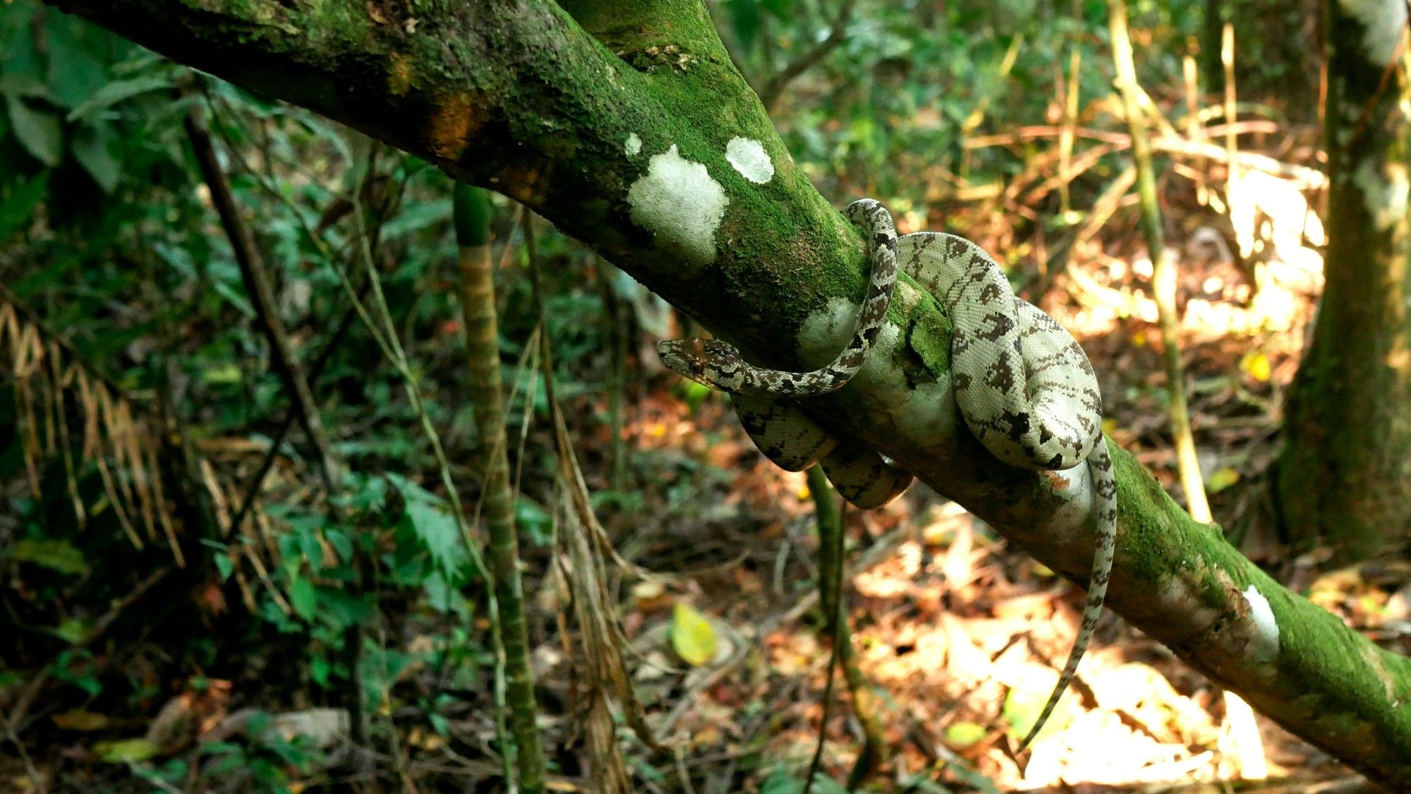 An almost white snake is coiled around a thick branch of a tree. It has brown and black mostly chevron-shaped shapes. These become more and more dense towards the front part and head of the snake.