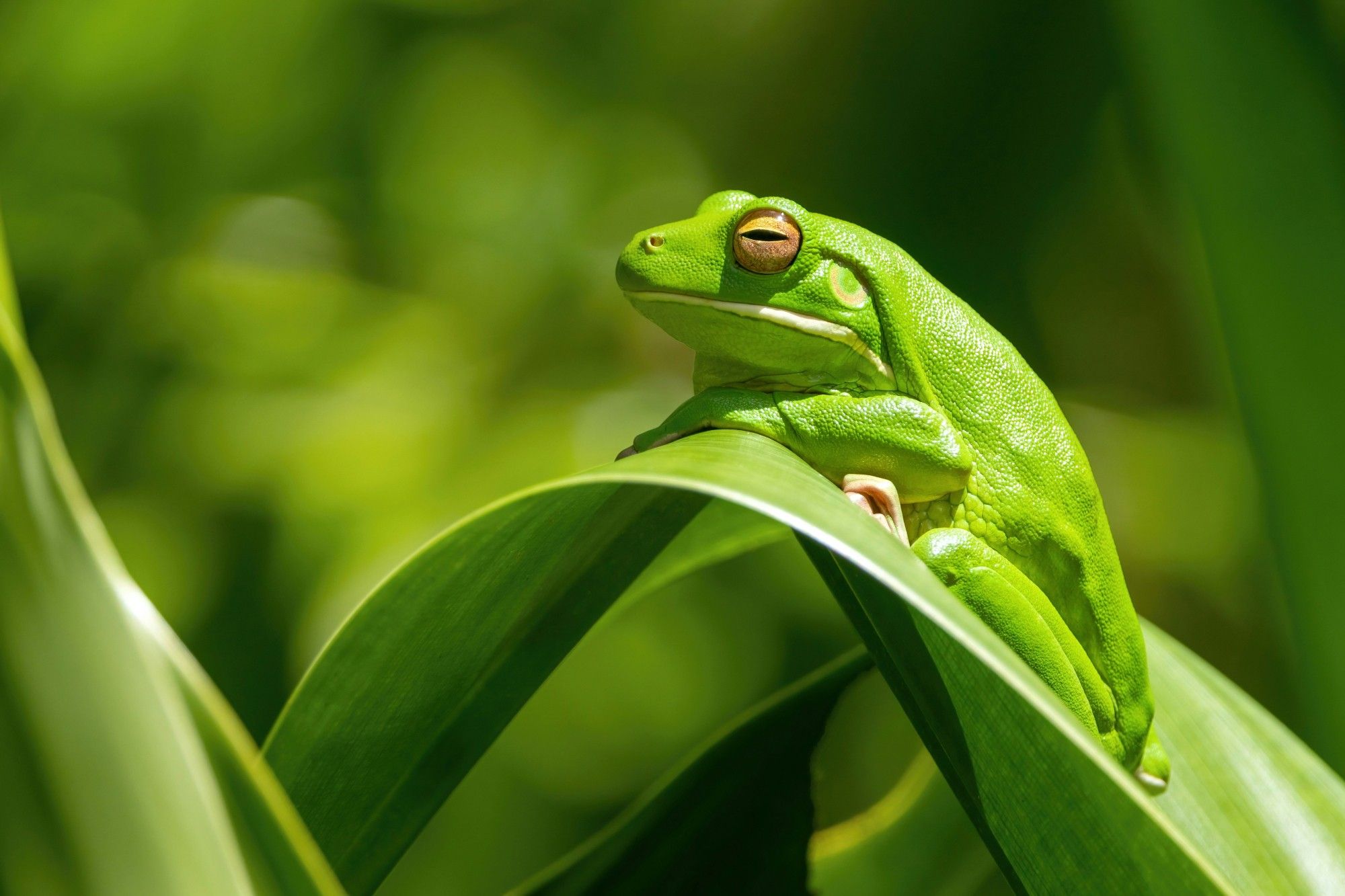 A large green tree frog is sitting on a large green leaf. The lower lip is bright white.