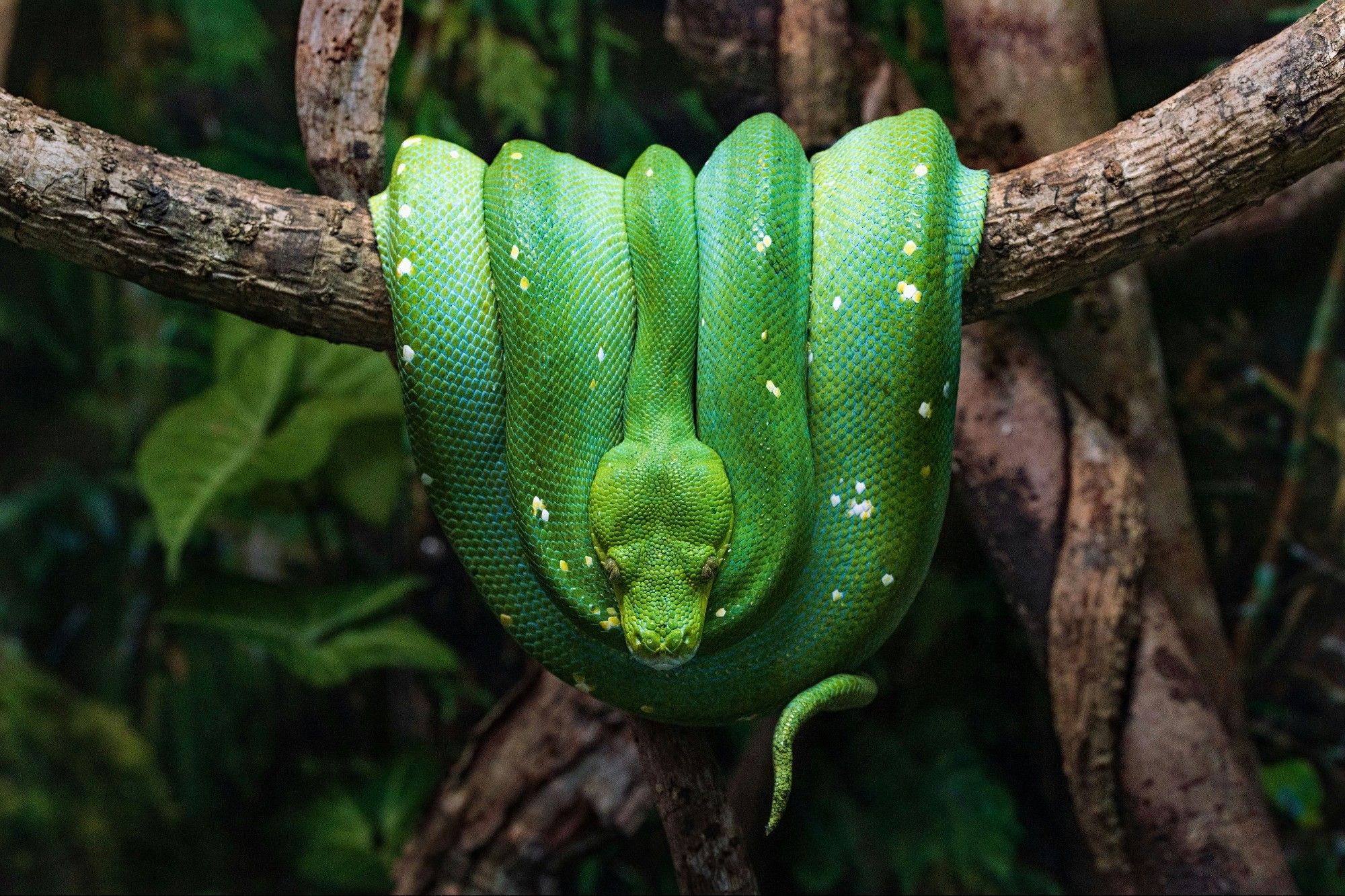 A green snake is curled up over a branch. The snake has a number of small white and/or yellow spots.