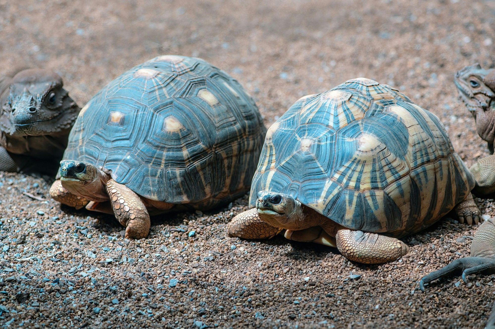 Two dark grey tortoises. The legs and most of the head and neck is yellowish. The carapace is black with yellow spots. There are yellow lines radiating from each yellow spots. Two iguanas are partly visible on either side of the tortoises.