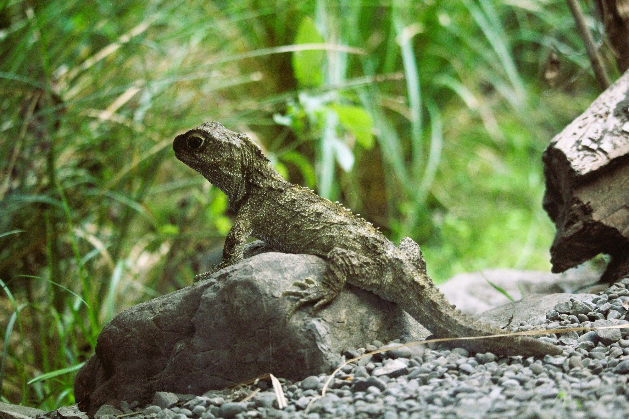 A grey lizard with a spiny crest along the neck and back is sitting on a rock with its tail trailing along the ground. Some green plants and part of a larger rock can be seen in the background.