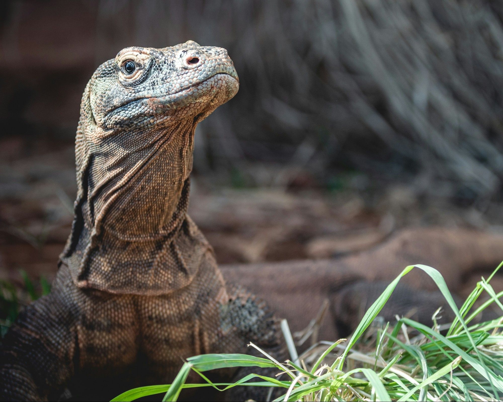 Head, neck and shoulders of a large monitor lizard. The head and the back of the neck and shoulders are dark grey. Its throat and belly is lighter coloured with dark spots on the throat and thin dark bands on the top part of the belly.