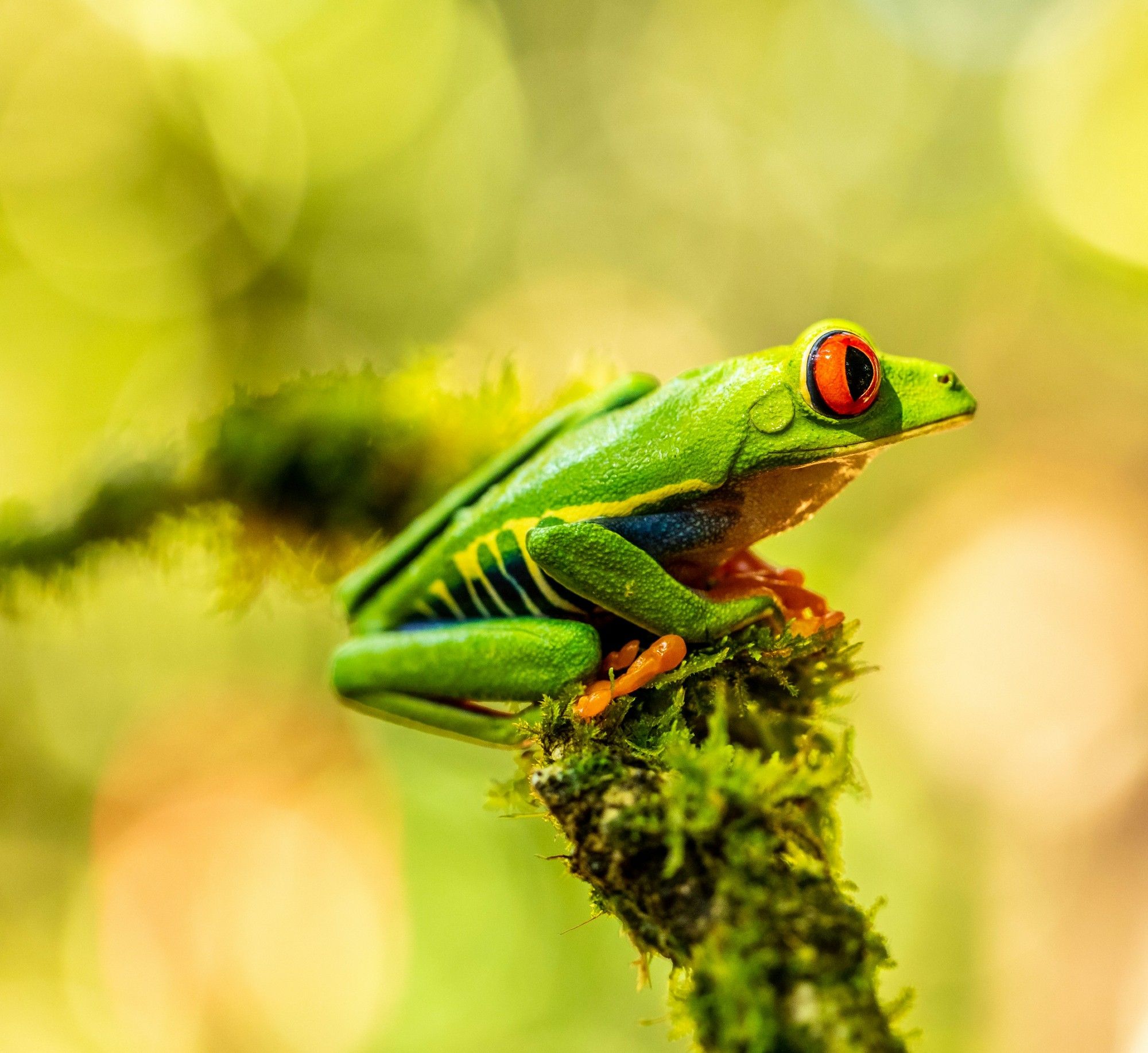 A green frog is sitting on a thin branch covered in moss. The frog has large red eyes, orange fingers and toes as well as blue and yellow markings along its side.